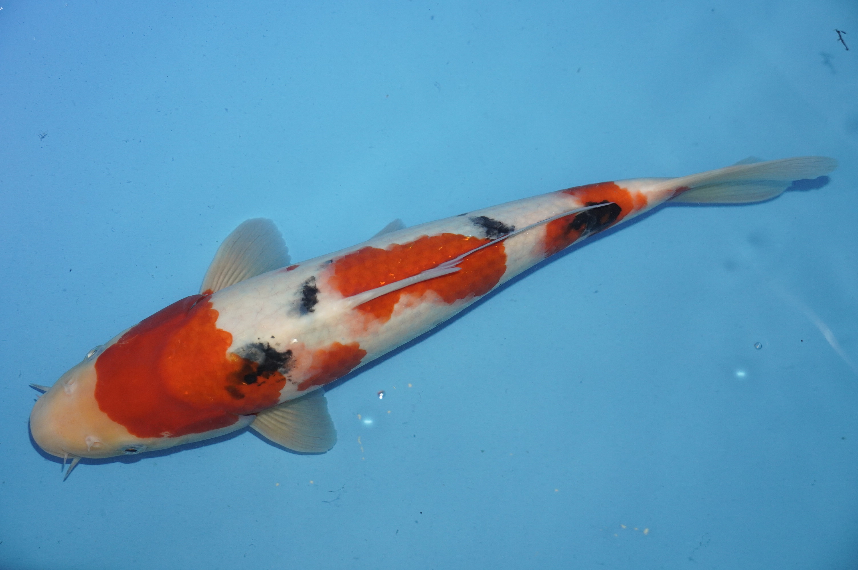 Sanke (34cm) von der Miyako Koifarm (Japan) IdentNr.: 10228