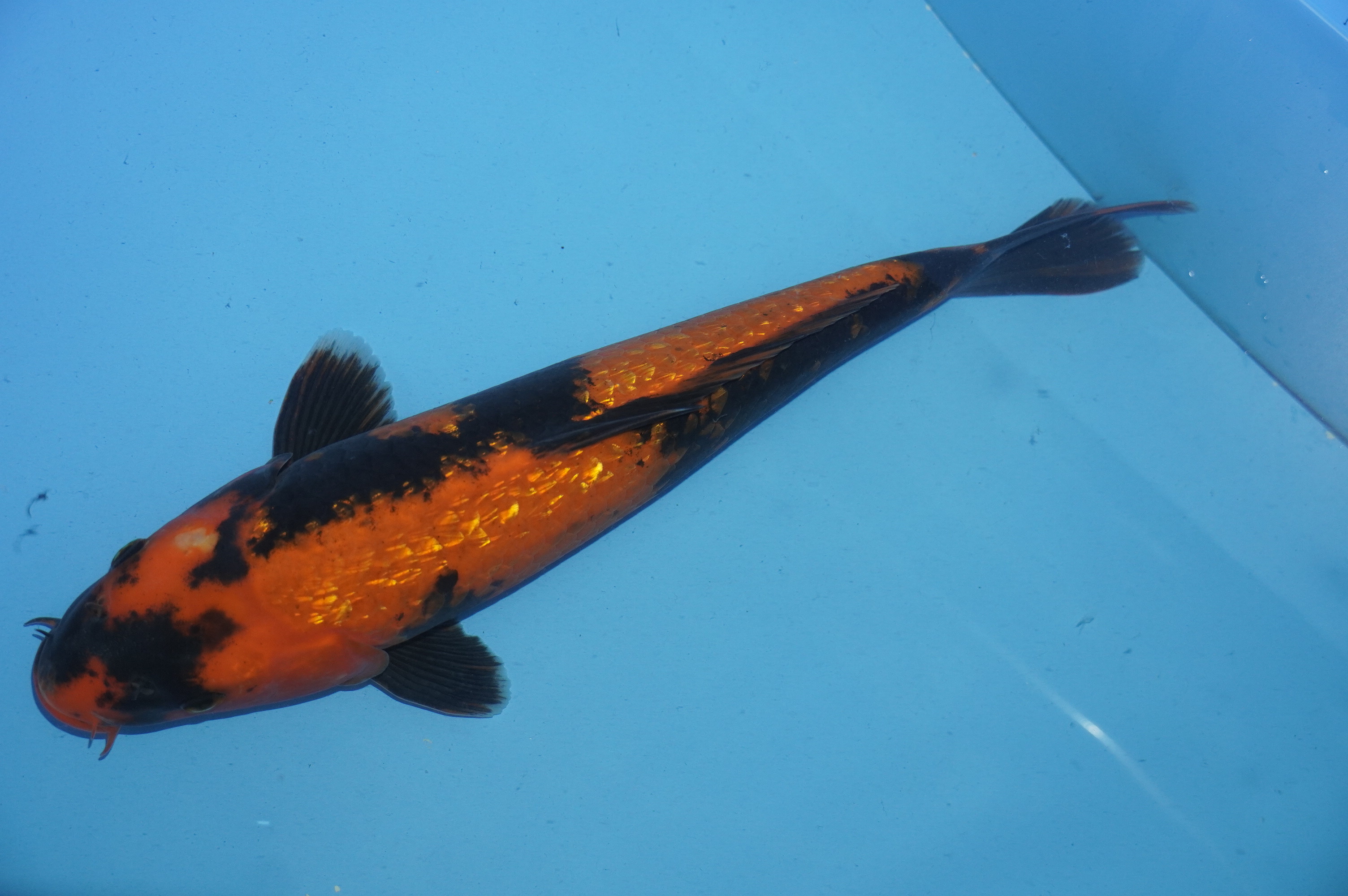 Gin Rin Hi Utsuri (34cm) von der Miyako Koifarm (Japan) IdentNr.: 10233