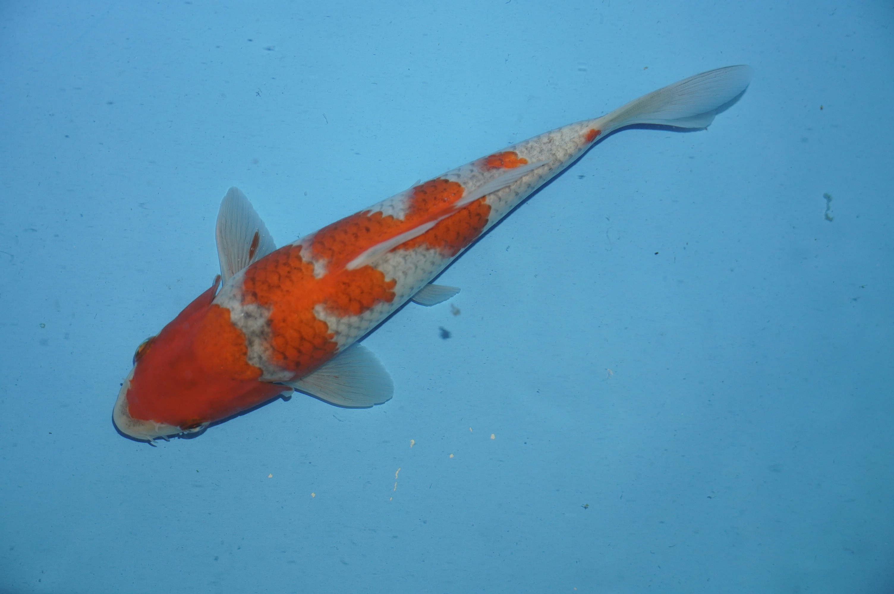 Goshiki (22cm) von der Miyako Koifarm (Japan) IdentNr.: 10099