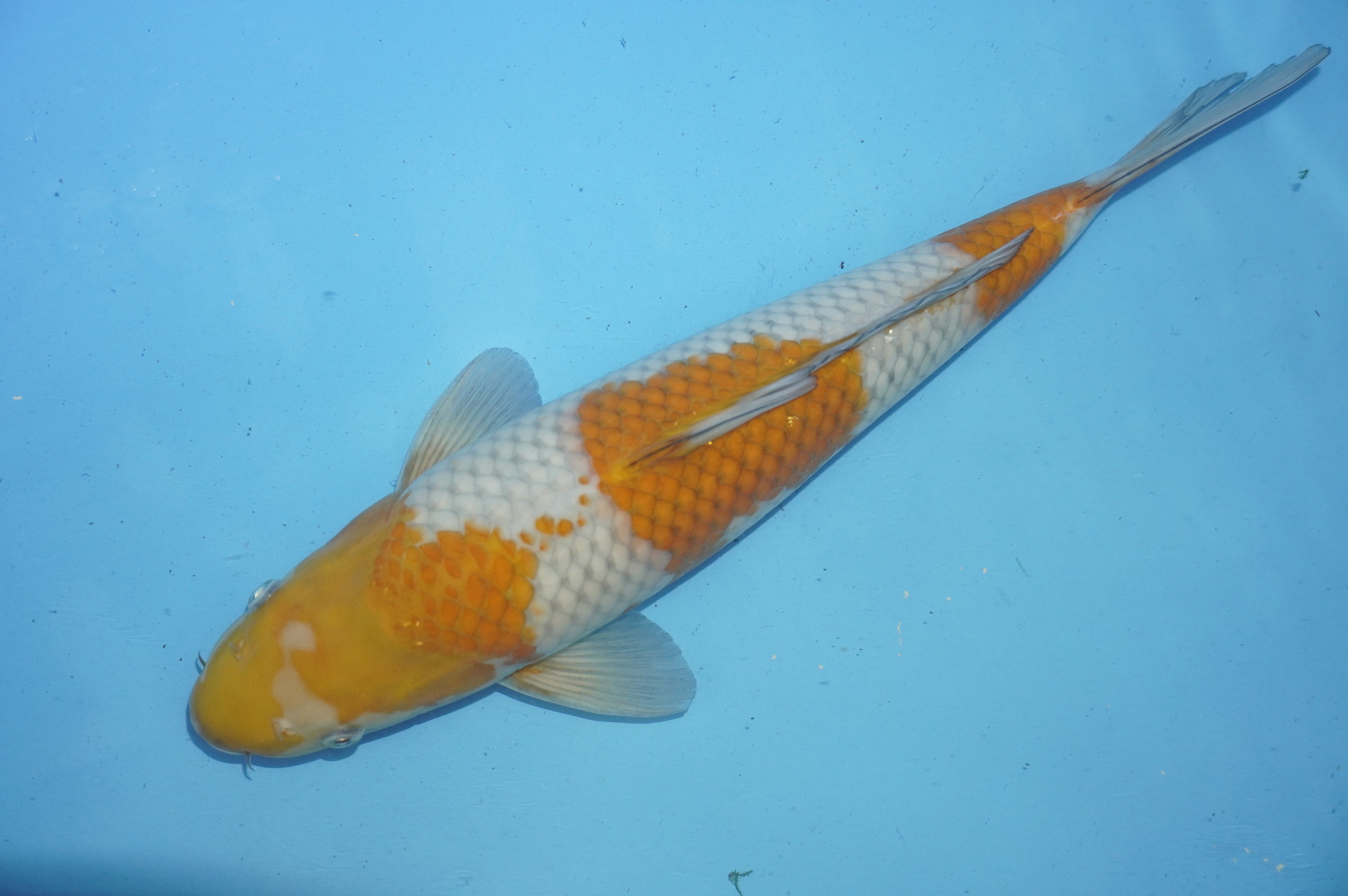 Ochiba Shigure (37cm) von der Igarashi Koi Farm (Japan) IdentNr.: 10137