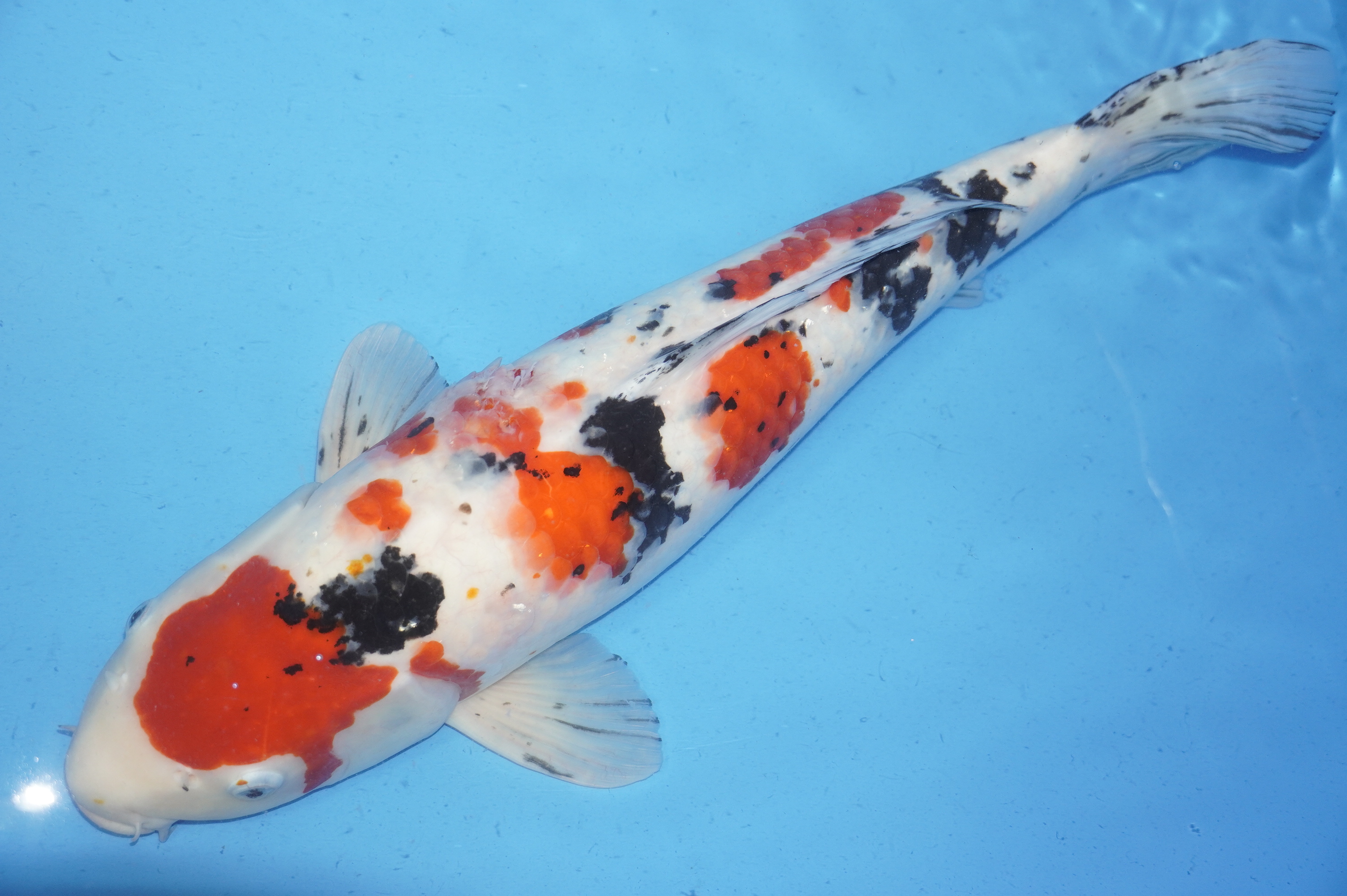 Sanke (56cm) von der Oofuchi Koi Farm (Japan) IdentNr.: 8852