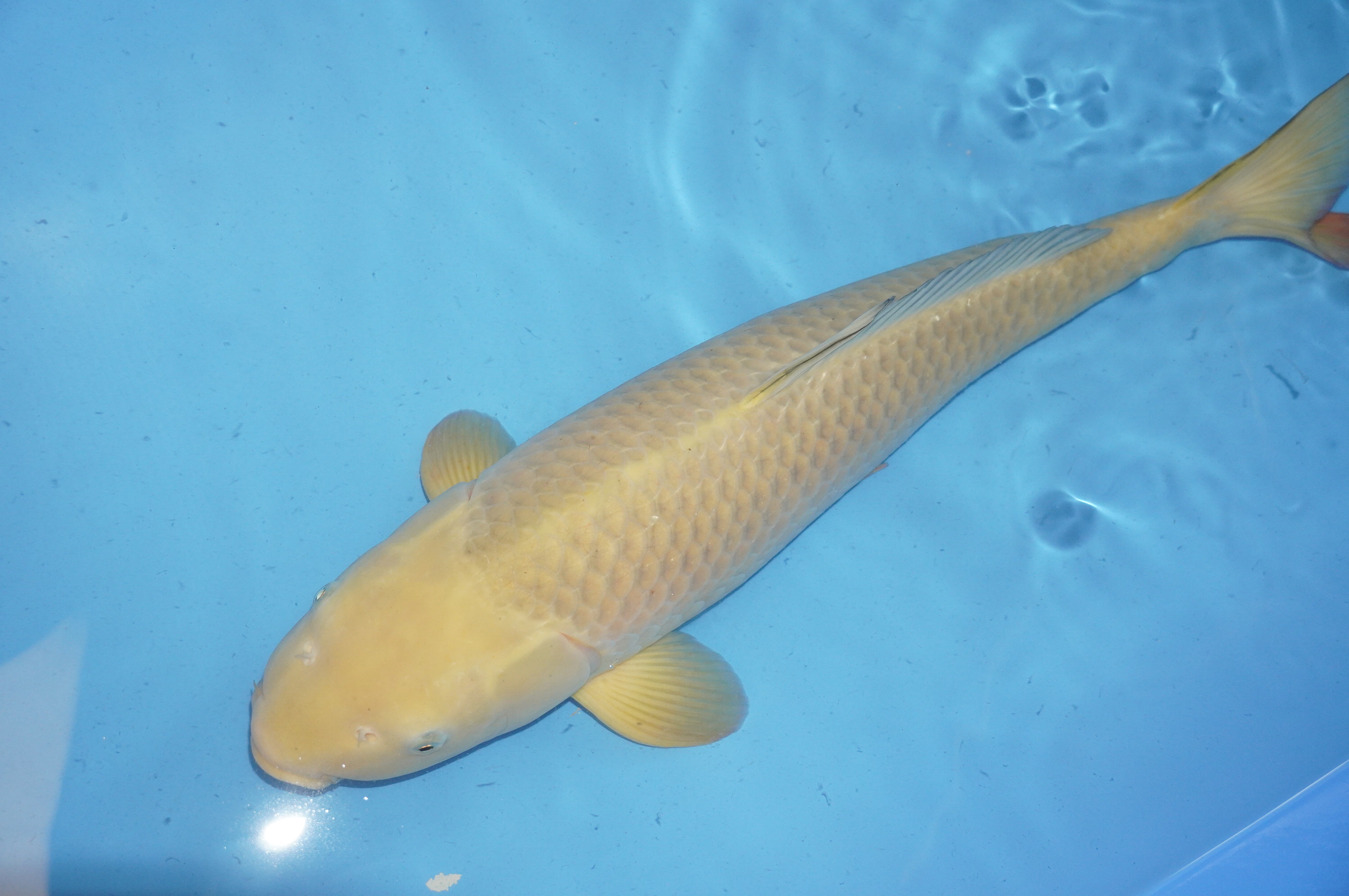 Chagoi (61cm) von der Maruhiro Koi Farm (Japan) IdentNr.: 9596