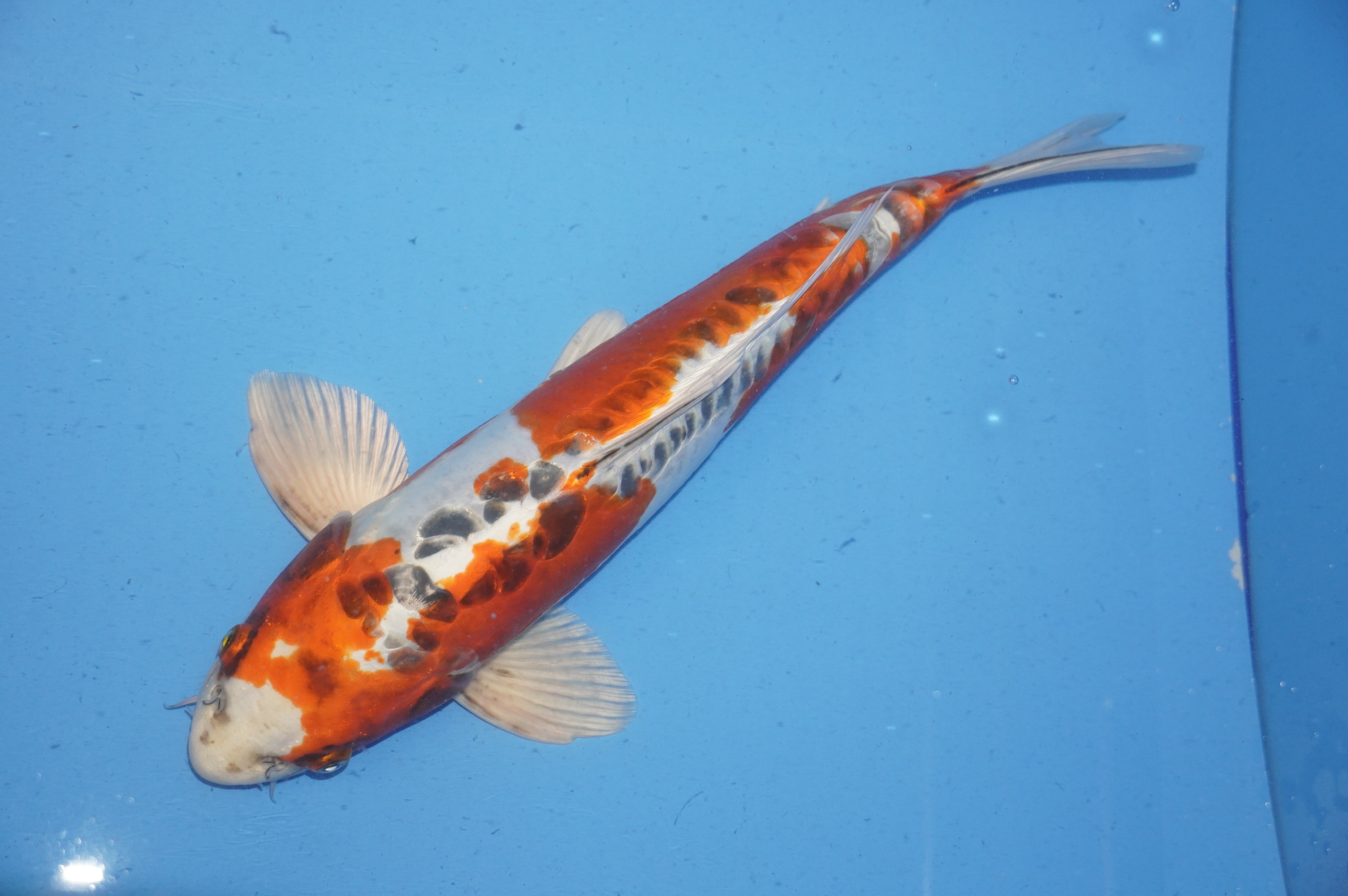 Doitsu Kujaku (39cm) von der Miyatora Koi Farm (Japan) IdentNr.: 9526