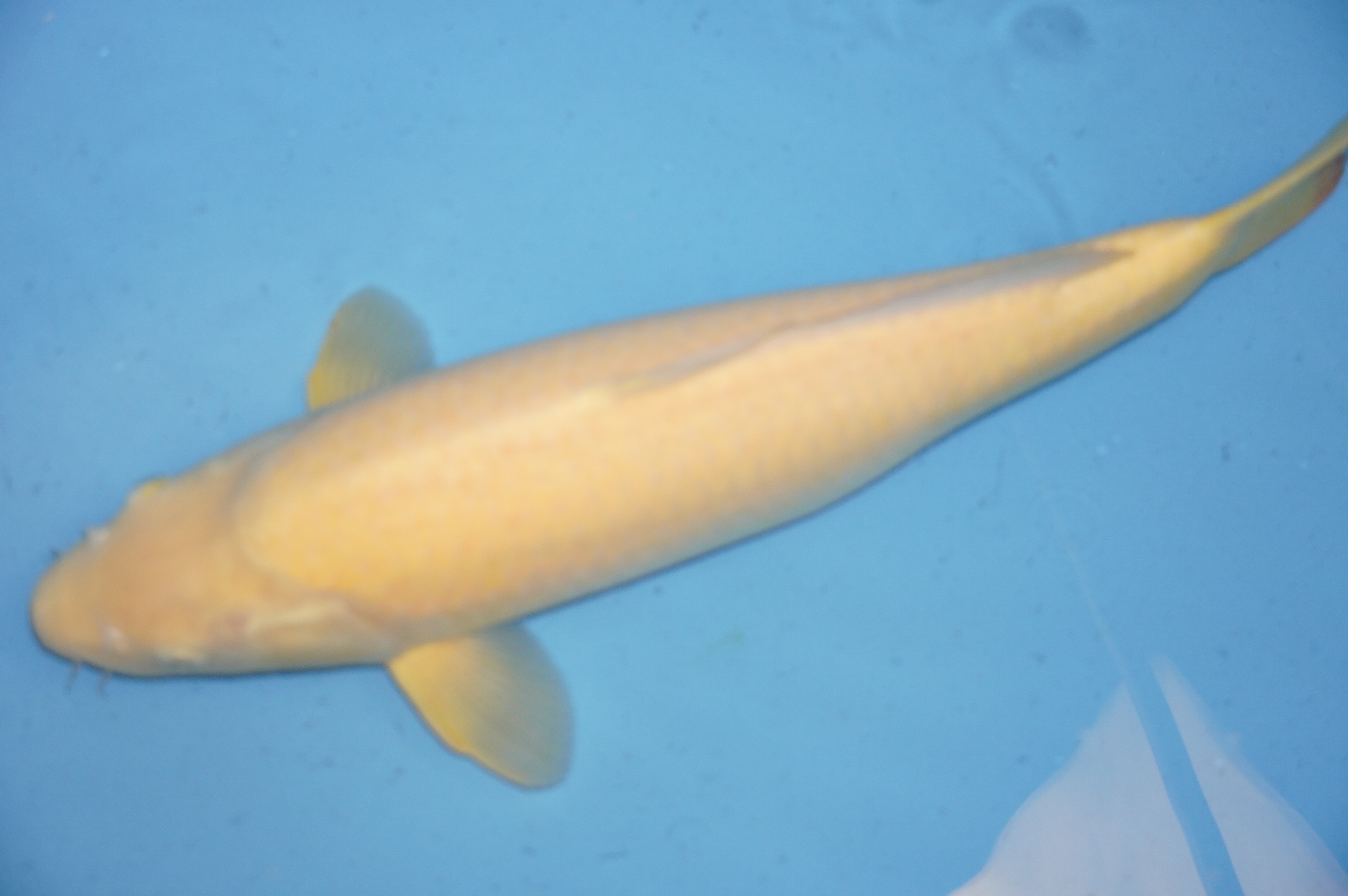 Karashigoi (52cm) von der Maruhiro Koi Farm (Japan) IdentNr.: 9613