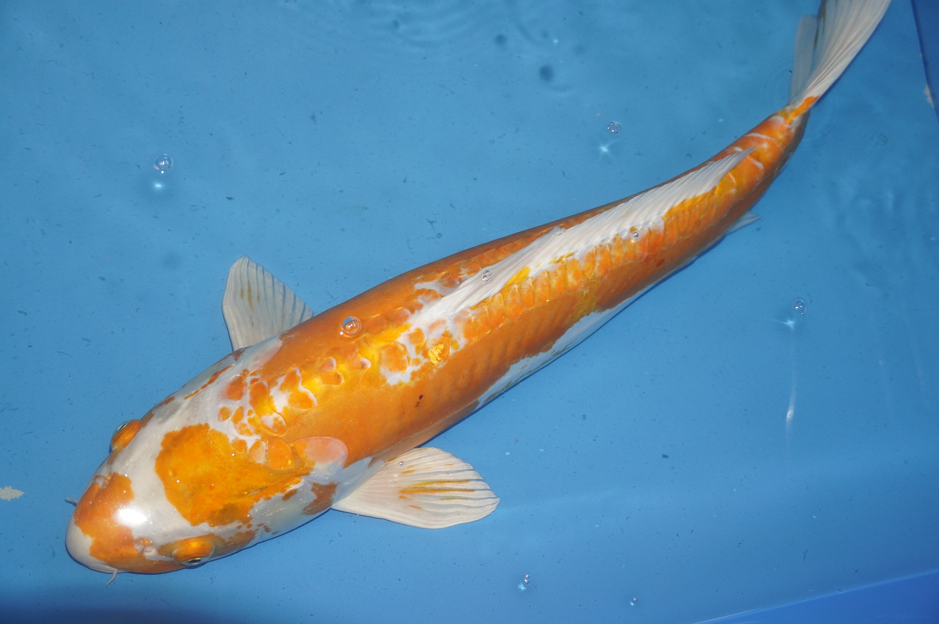 Doitsu Hariwake (64cm) von der Maruhiro Koi Farm (Japan) IdentNr.: 8544