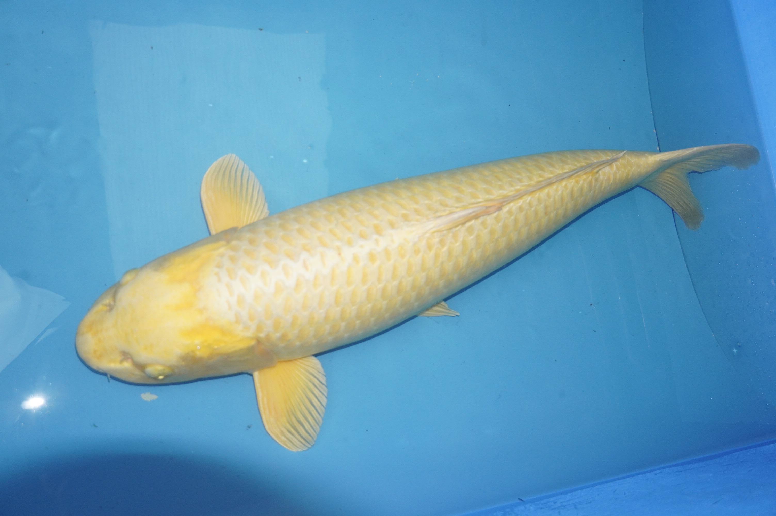Cremé Ogon (74cm) von der Maruhiro Koi Farm (Japan) IdentNr.: 10073