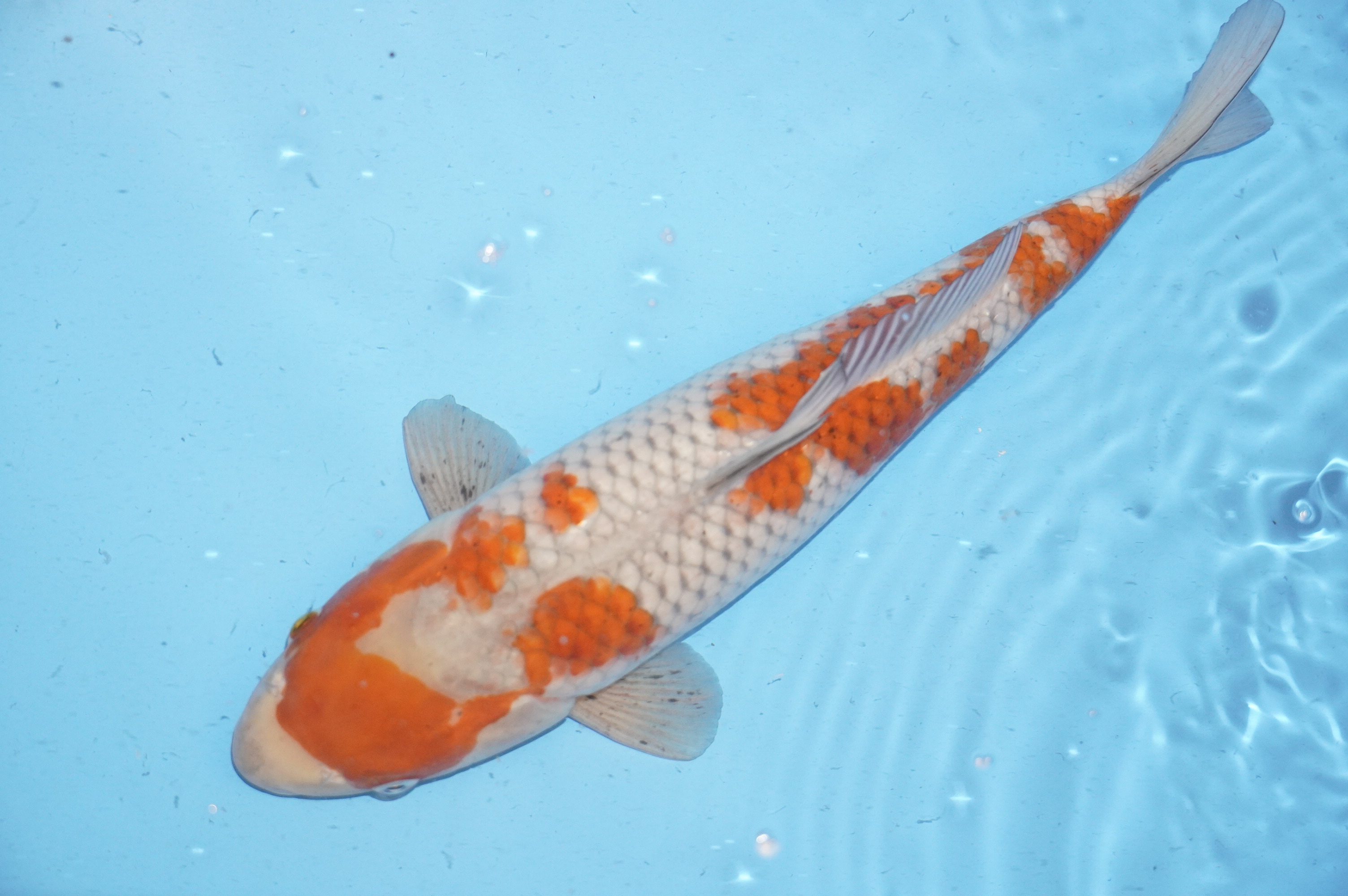 Ochiba Shigure (41cm) von der Yamajyu Koi Farm (Japan) IdentNr.: 9744