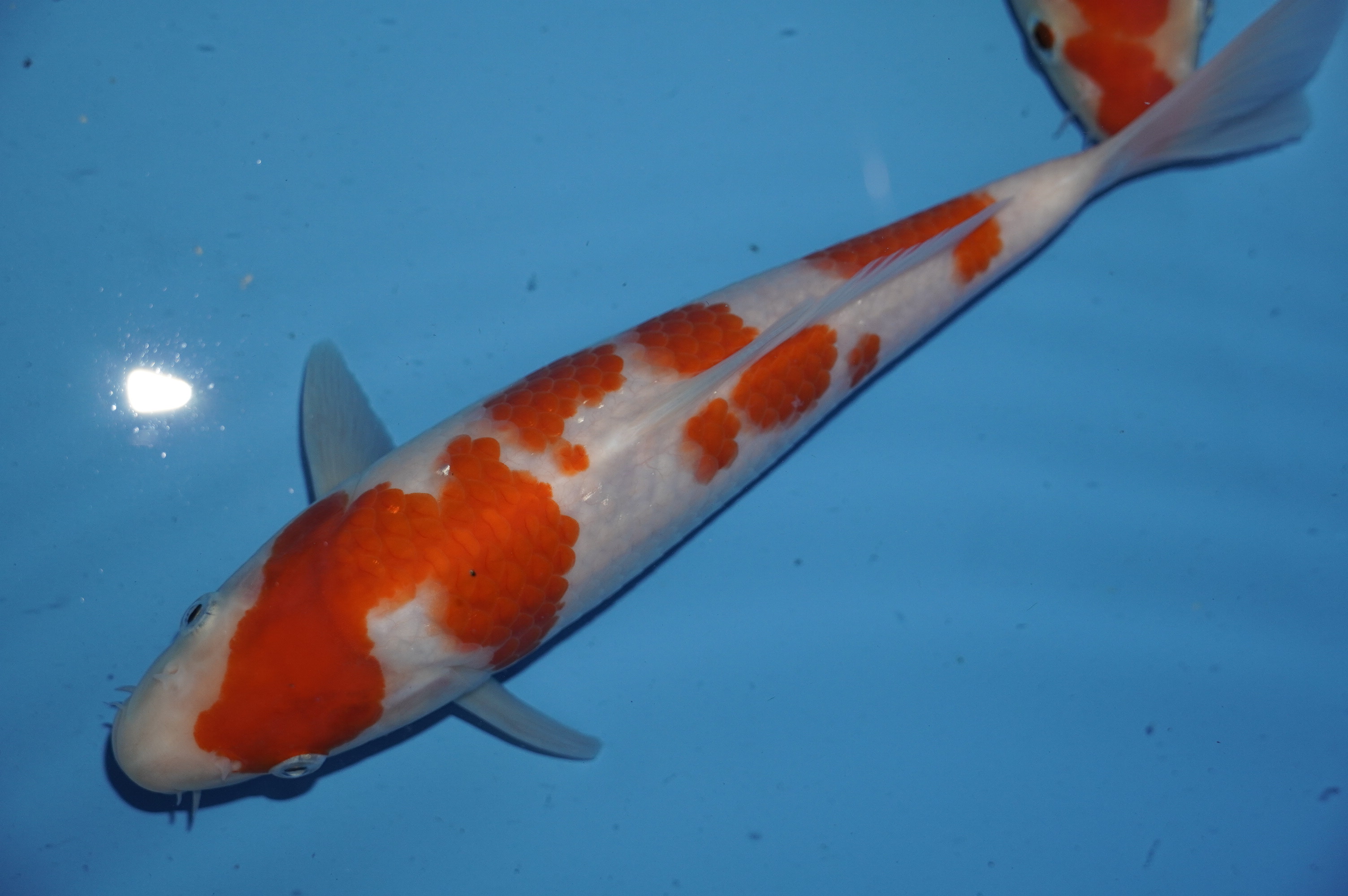 Kohaku (27cm) von der Miyako Koifarm (Japan) IdentNr.: 9814