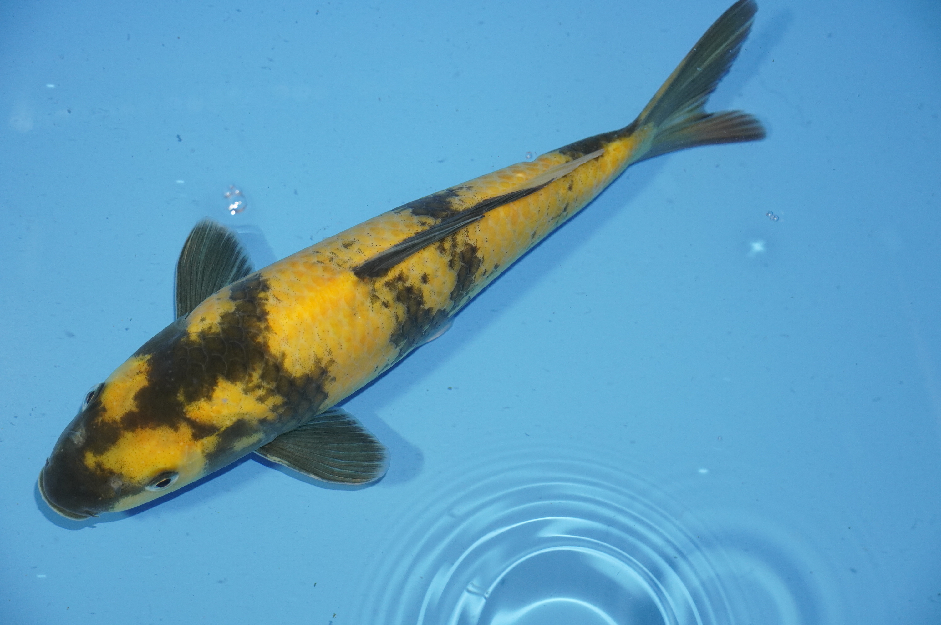 Ki Utsuri (28cm) von der Marusei Koi Farm (Hirasawa) (Japan) IdentNr.: 9782