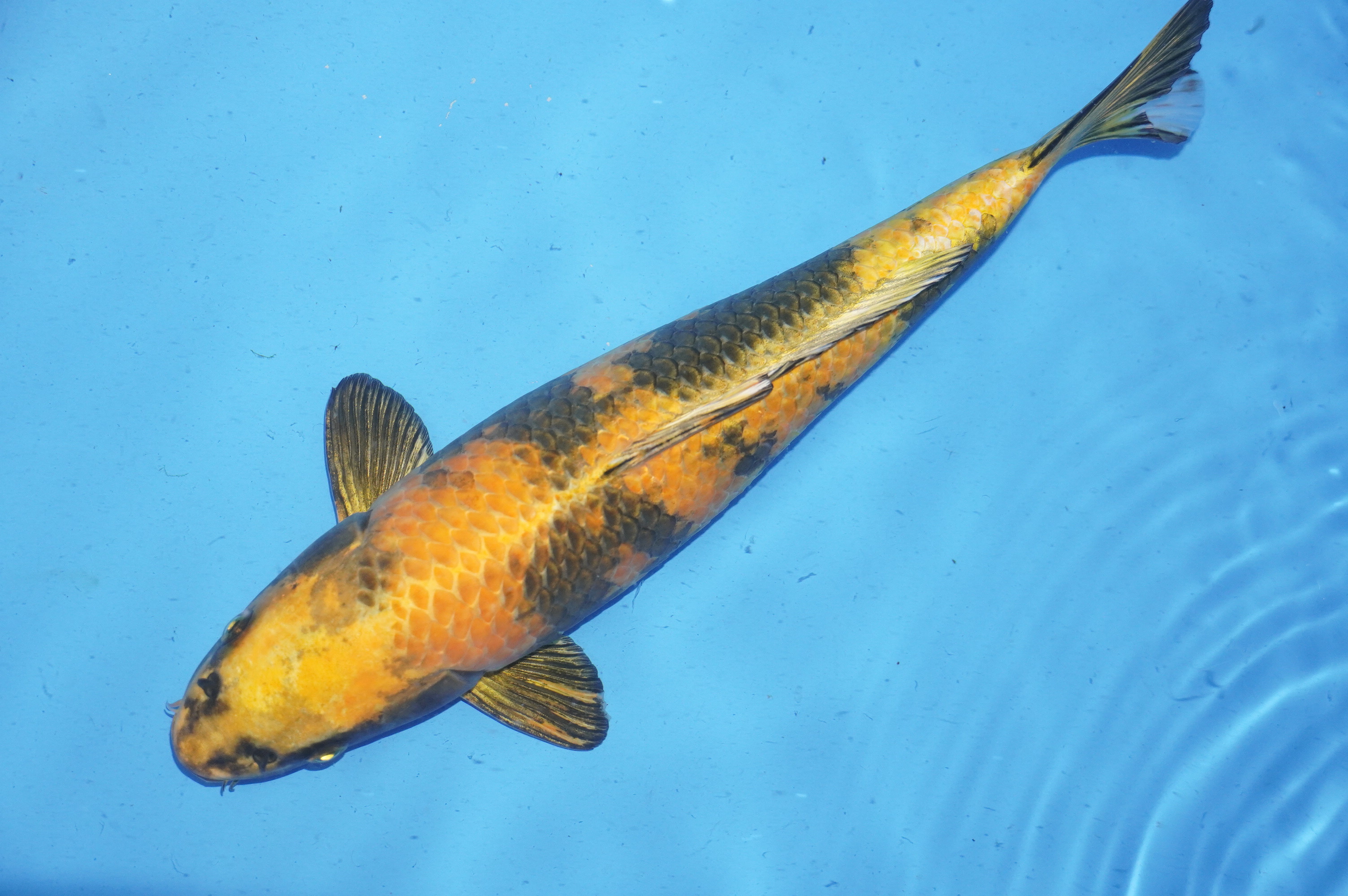 Kin Ki Utsuri (38cm) von der Marusaka Koi Farm (Japan) IdentNr.: 10037