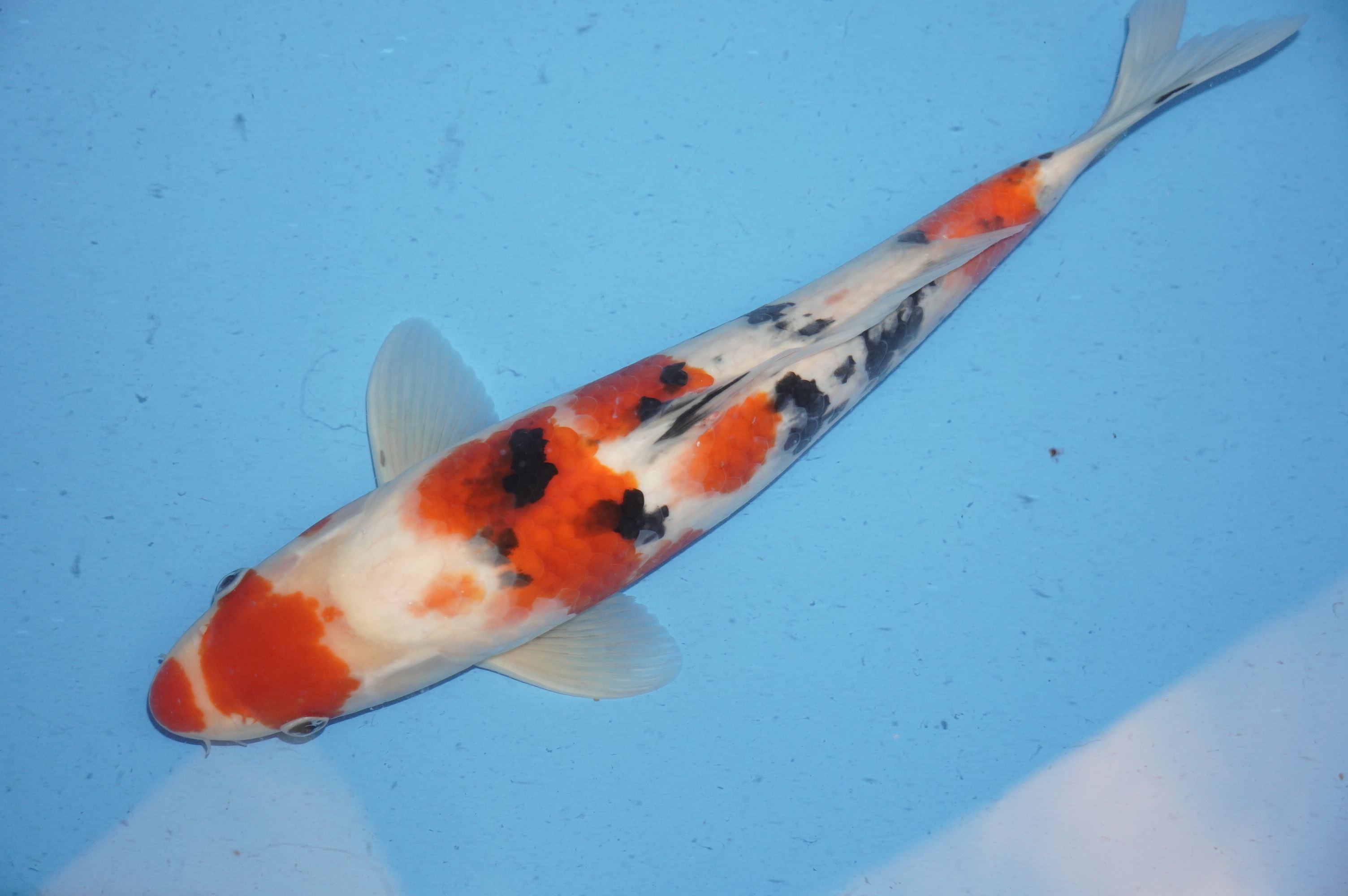 Sanke (39cm) von der Oofuchi Koi Farm (Japan) IdentNr.: 9482