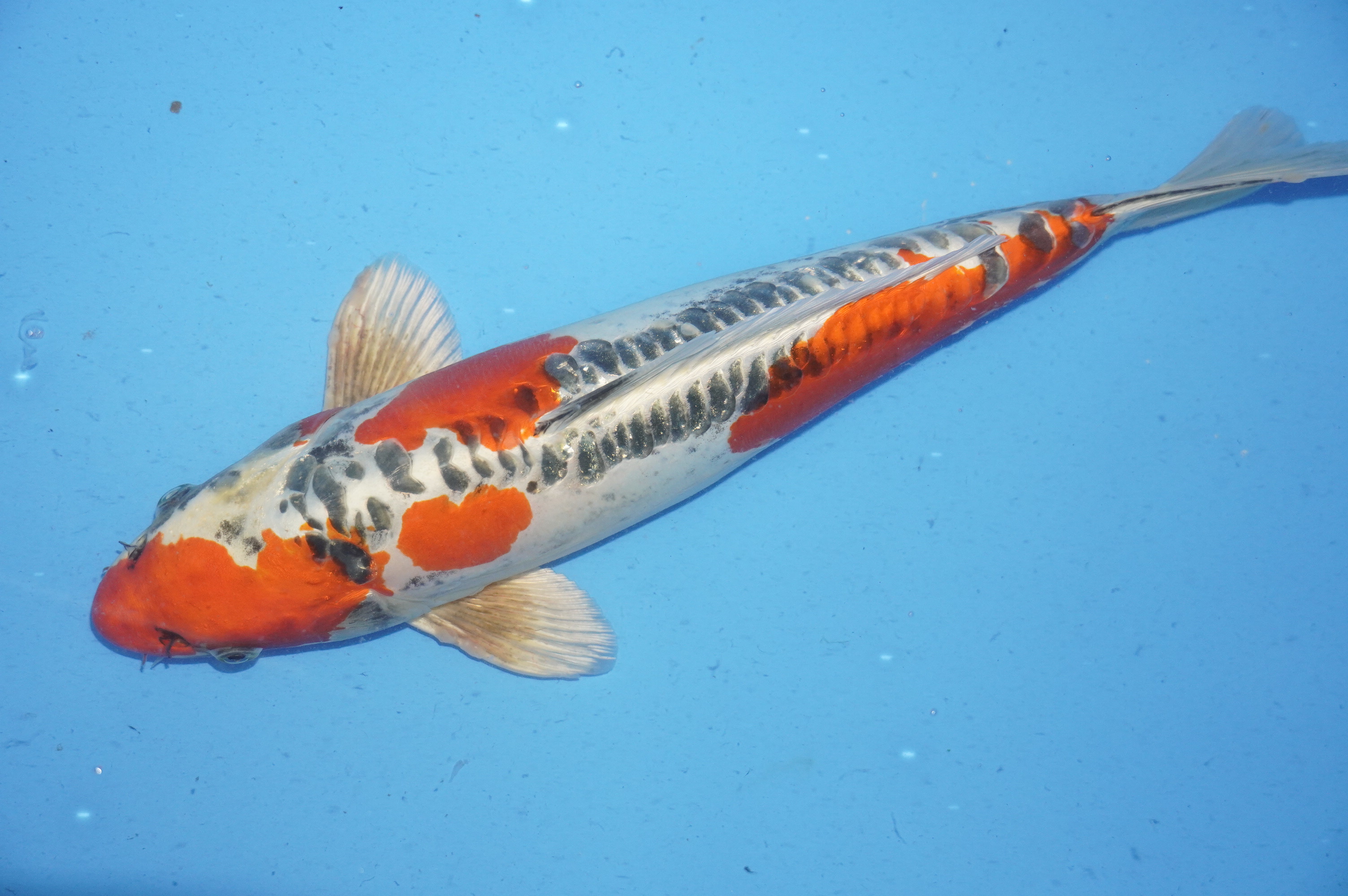 Doitsu Kujaku (42cm) von der Ozumi Ikarashi Koi Farm (Japan) IdentNr.: 9947