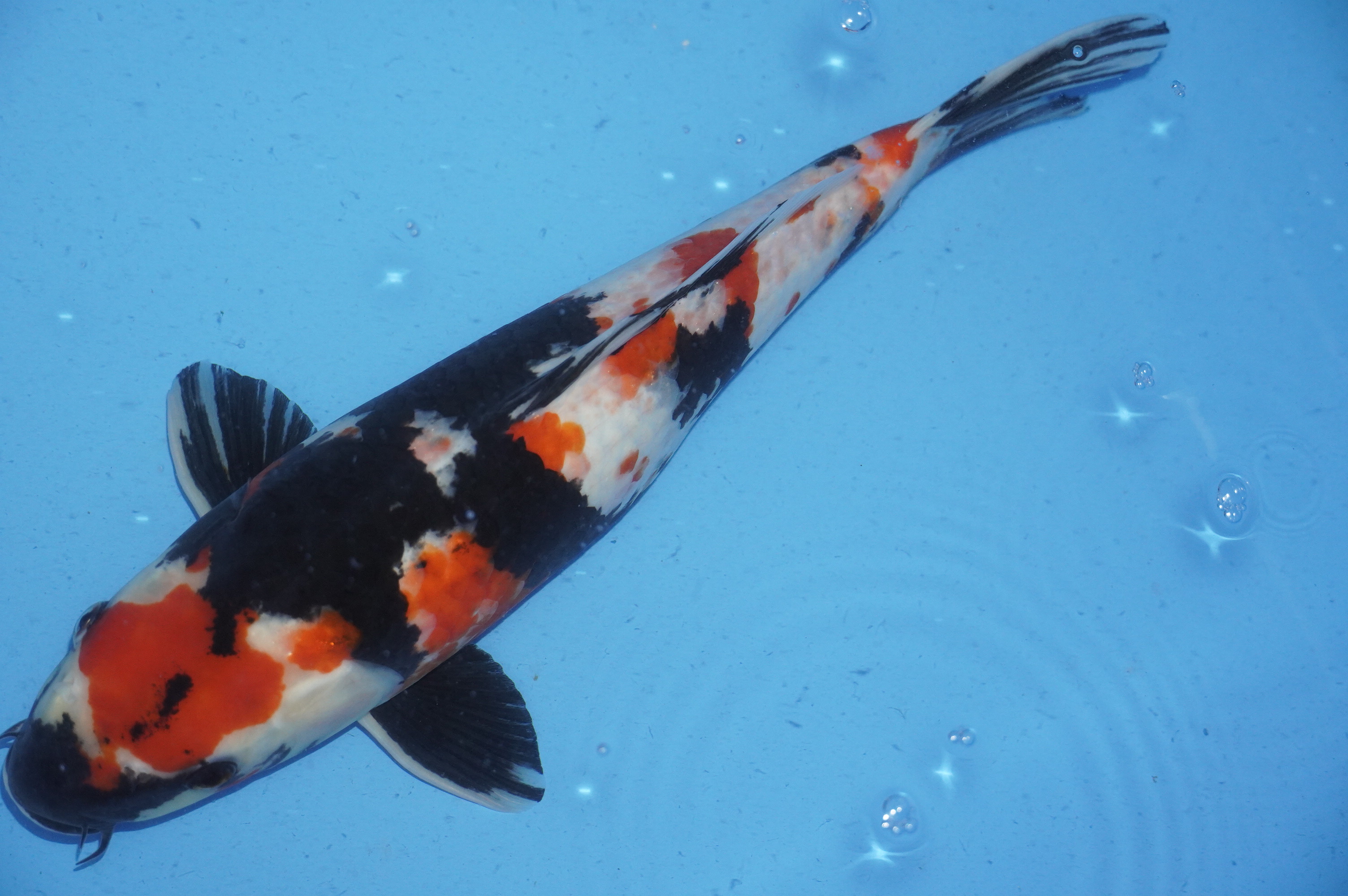 Kage Showa (38cm) von der Miyako Koifarm (Japan) IdentNr.: 9893