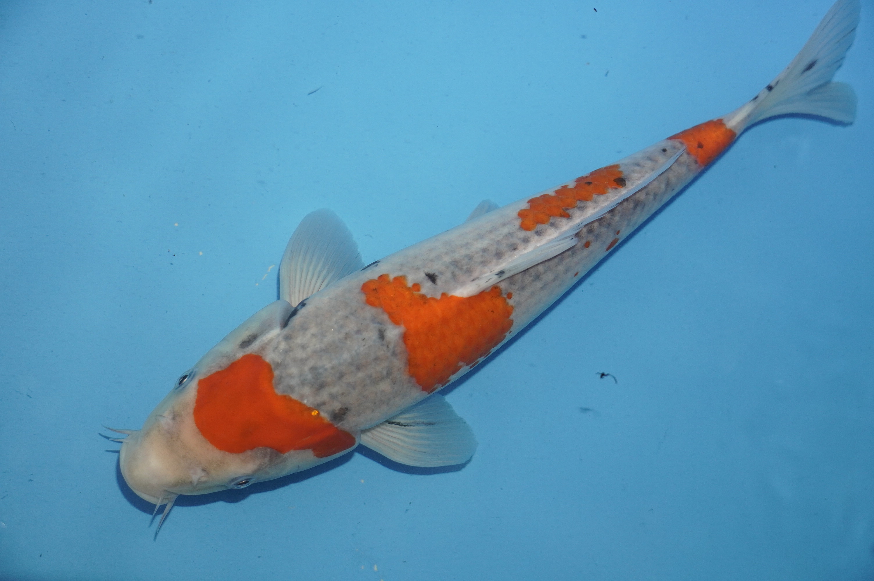 Goshiki (33cm) von der Miyako Koifarm (Japan) IdentNr.: 10232