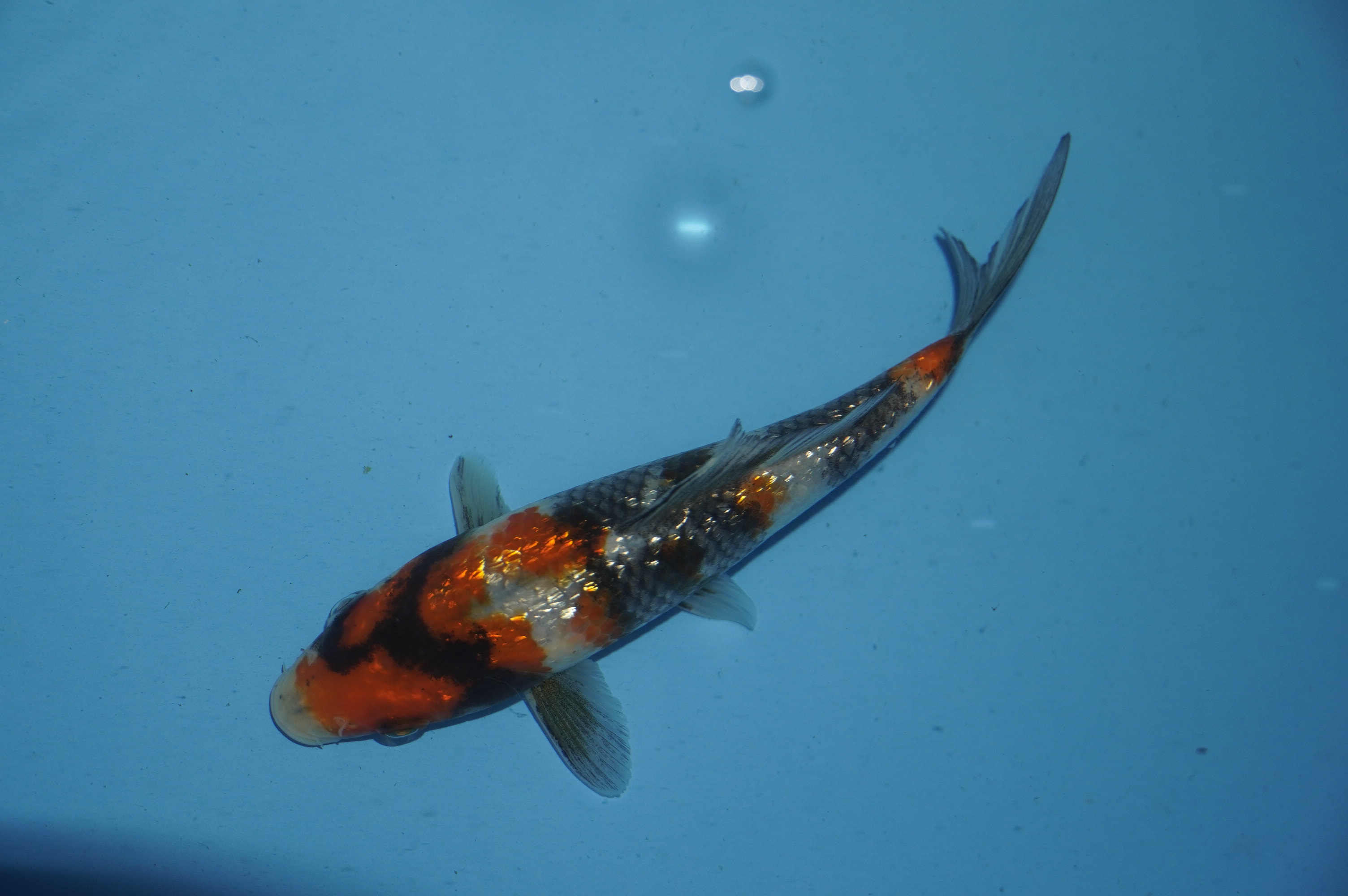 Gin Rin Showa (17cm) von der Miyako Koifarm (Japan) IdentNr.: 10107