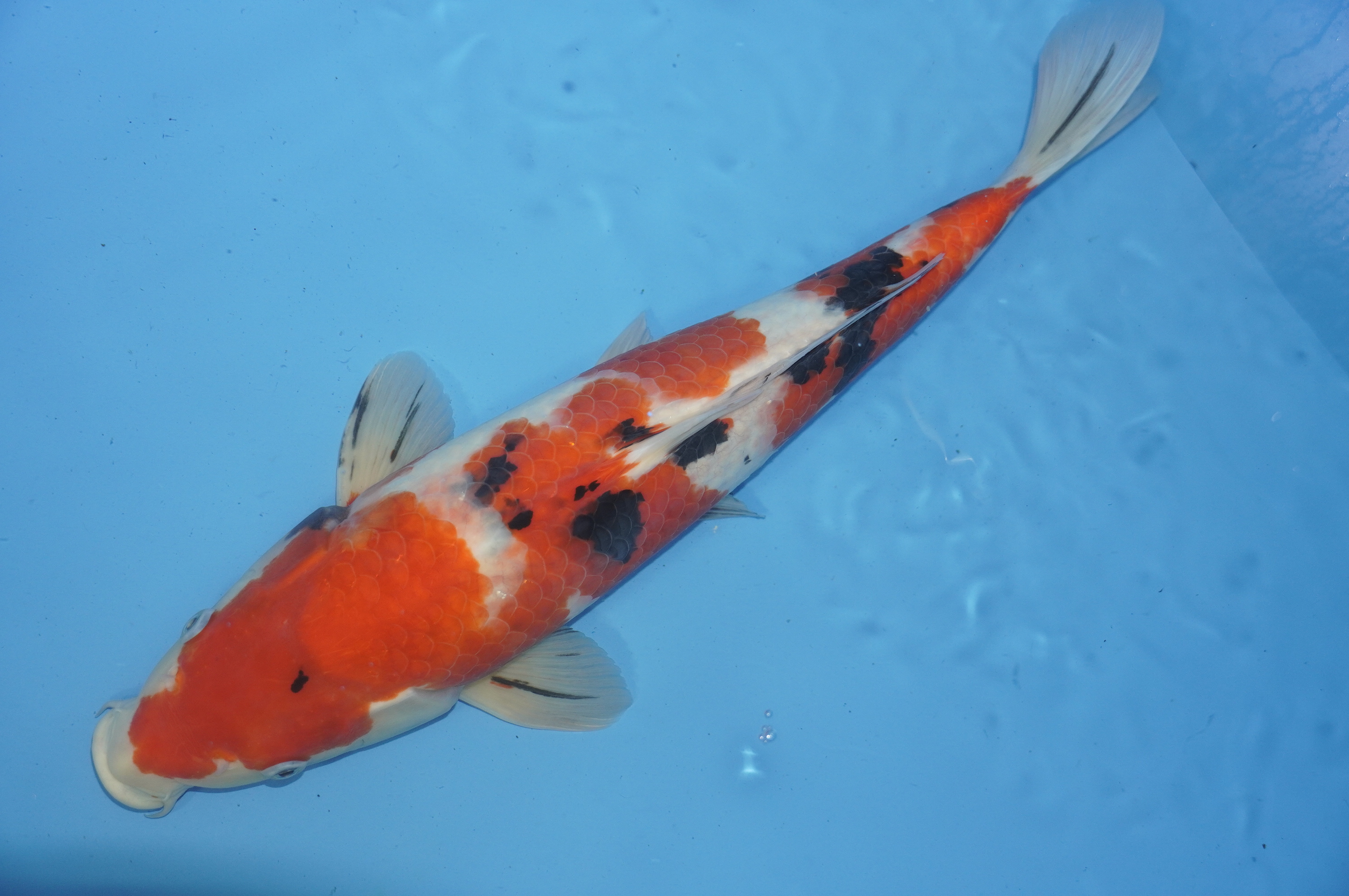 Sanke (44cm) von der Oofuchi Koi Farm (Japan) IdentNr.: 9480