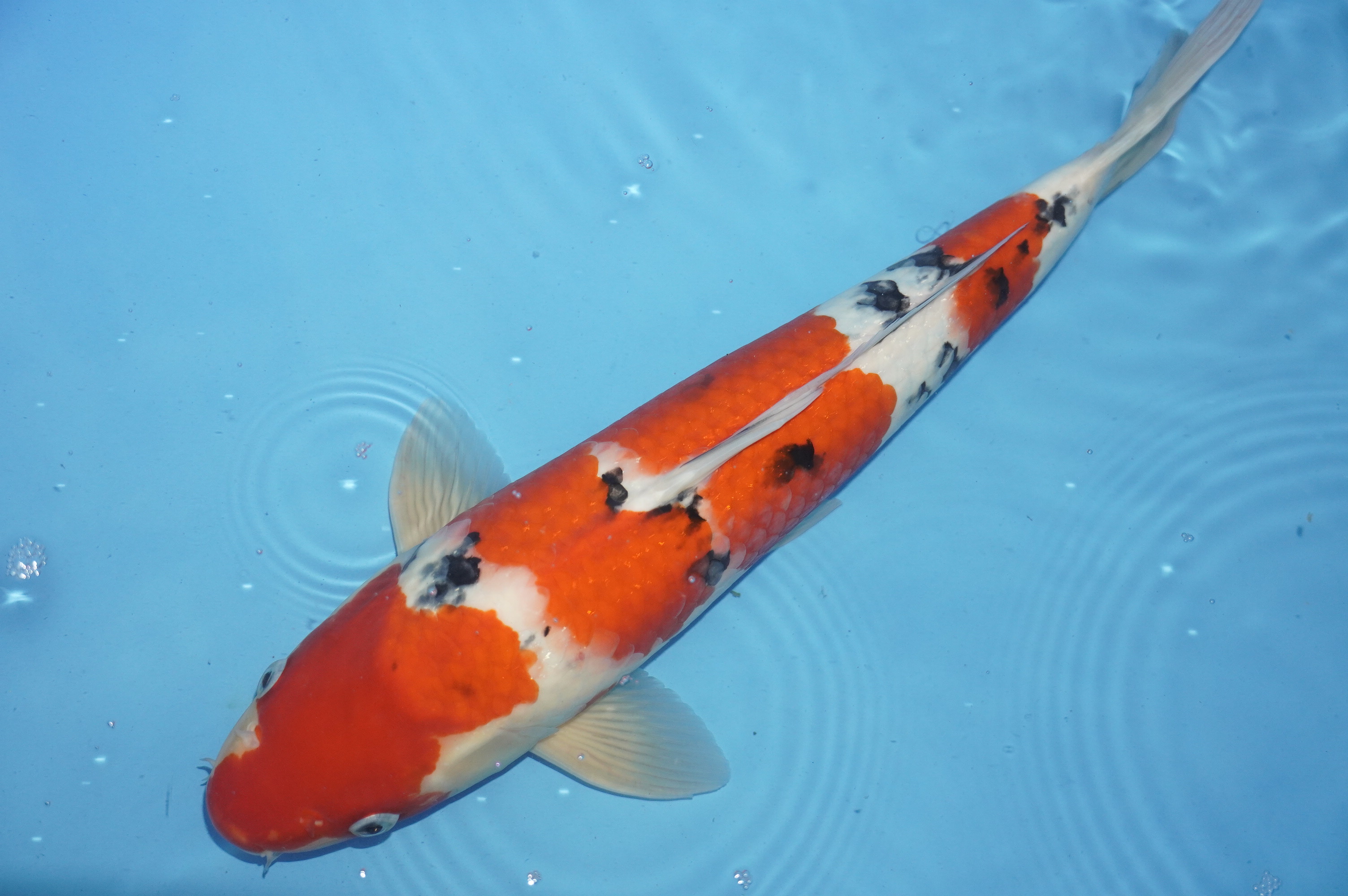 Sanke (41cm) von der Marusei Koi Farm (Hirasawa) (Japan) IdentNr.: 10146