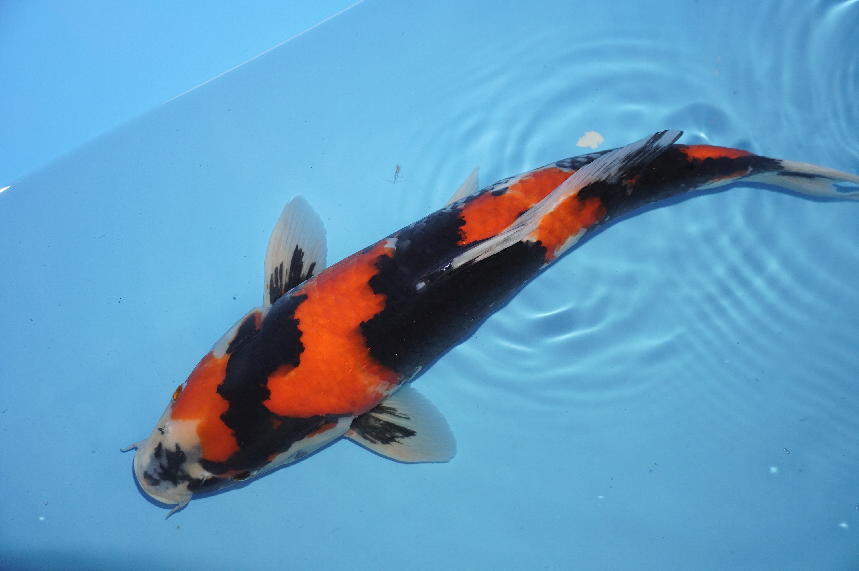Showa (40cm) von der Marusei Koi Farm (Hirasawa) (Japan) IdentNr.: 10147