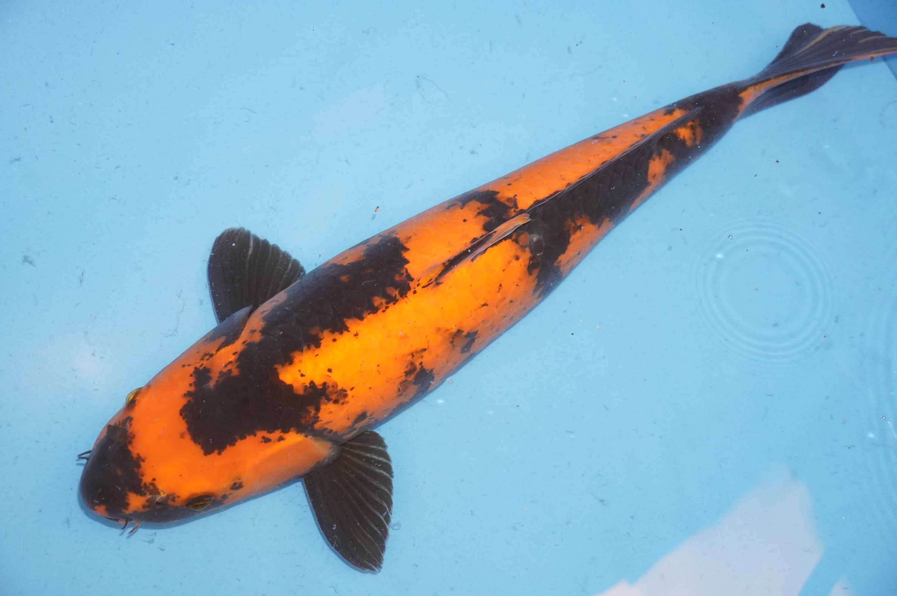 Hi Utsuri (54cm) von der Yamasan Koi Farm (Yamazaki) (Japan) IdentNr.: 7993
