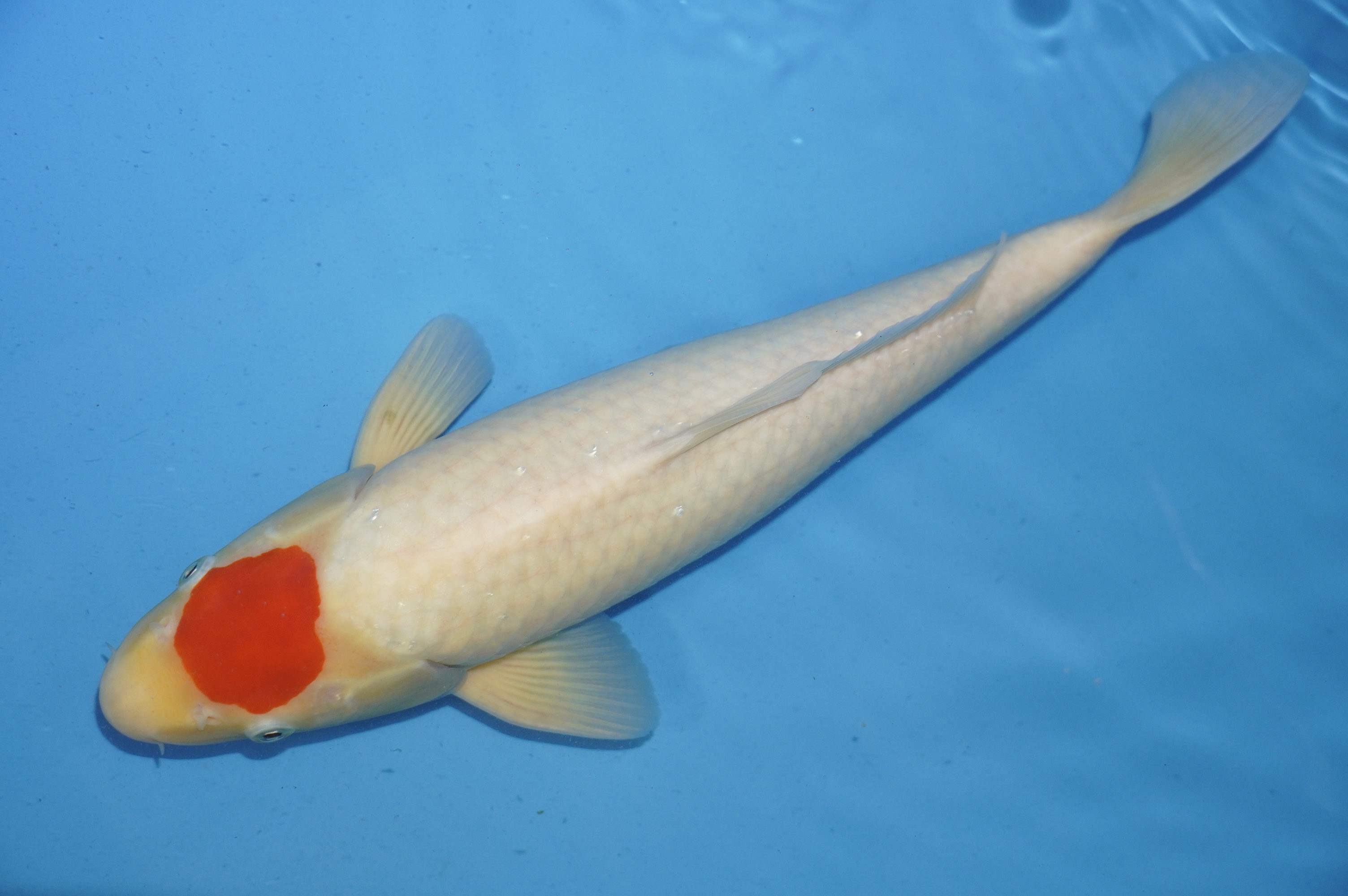 Tancho (40cm) von der Mano Koi Farm (Japan) IdentNr.: 10000