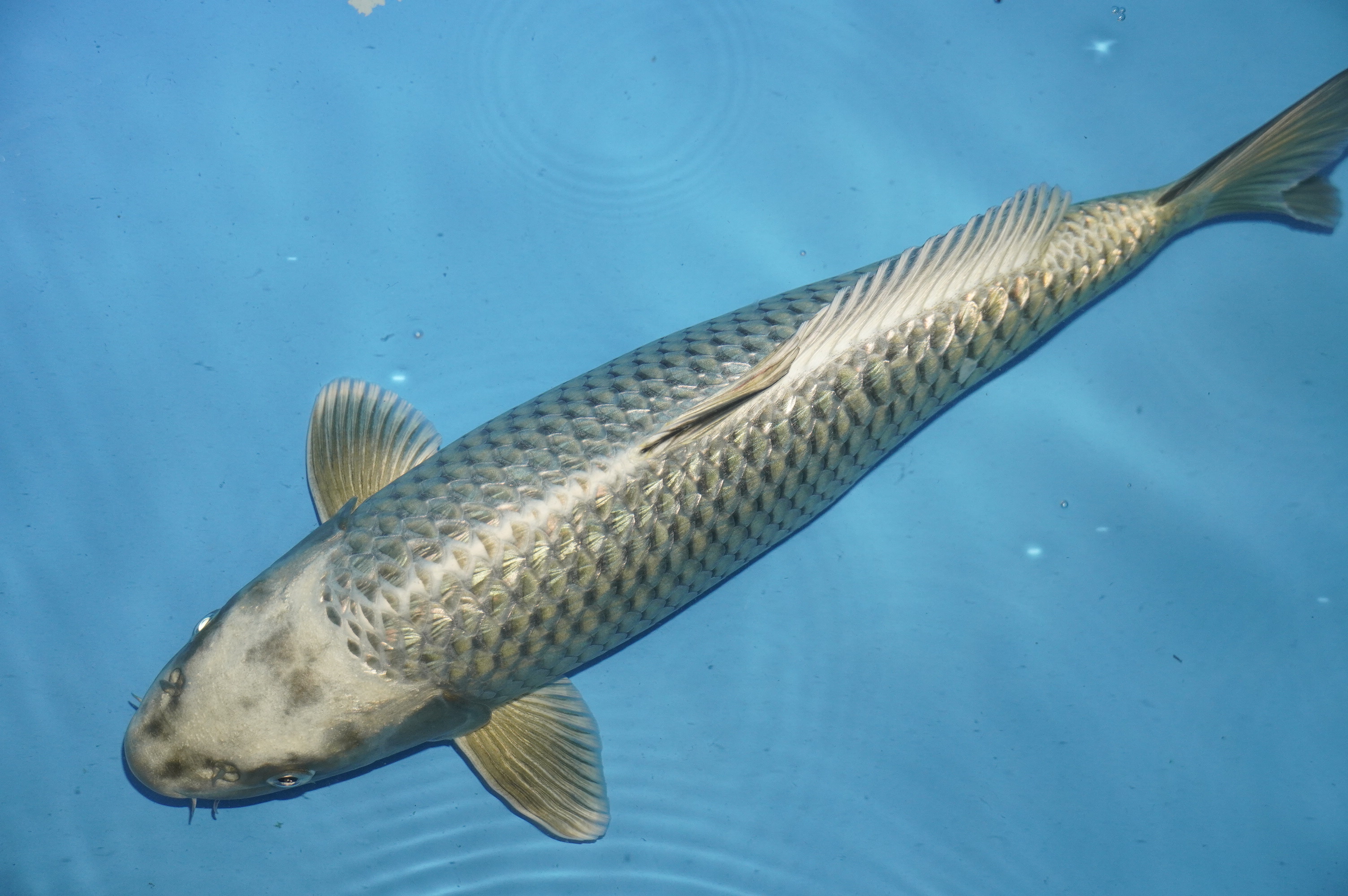 Gin Rin Ginga (38cm) von der Yamasan Koi Farm (Yamazaki) (Japan) IdentNr.: 10257