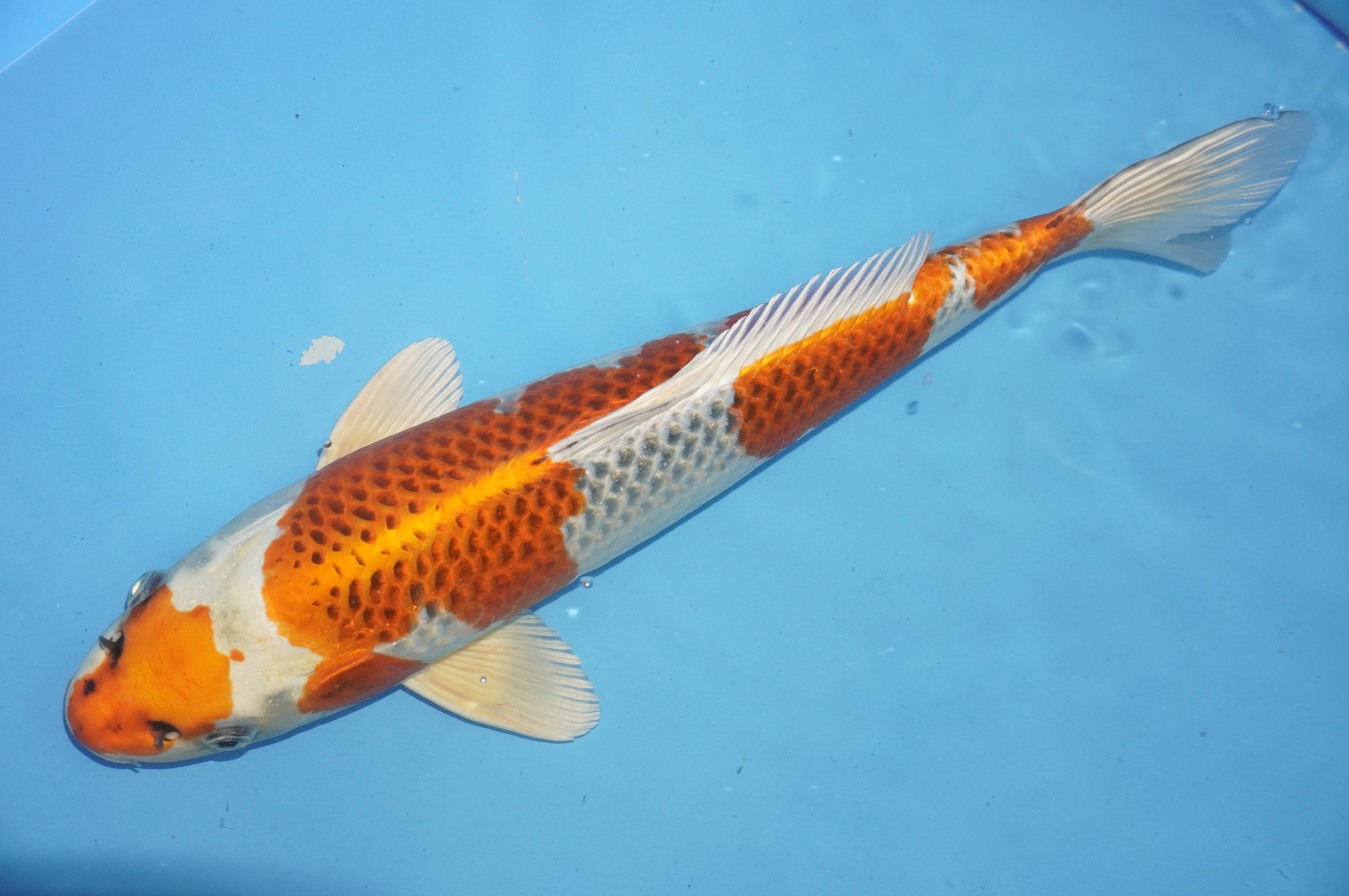 Kujaku (41cm) von der Marusei Koi Farm (Hirasawa) (Japan) IdentNr.: 10155