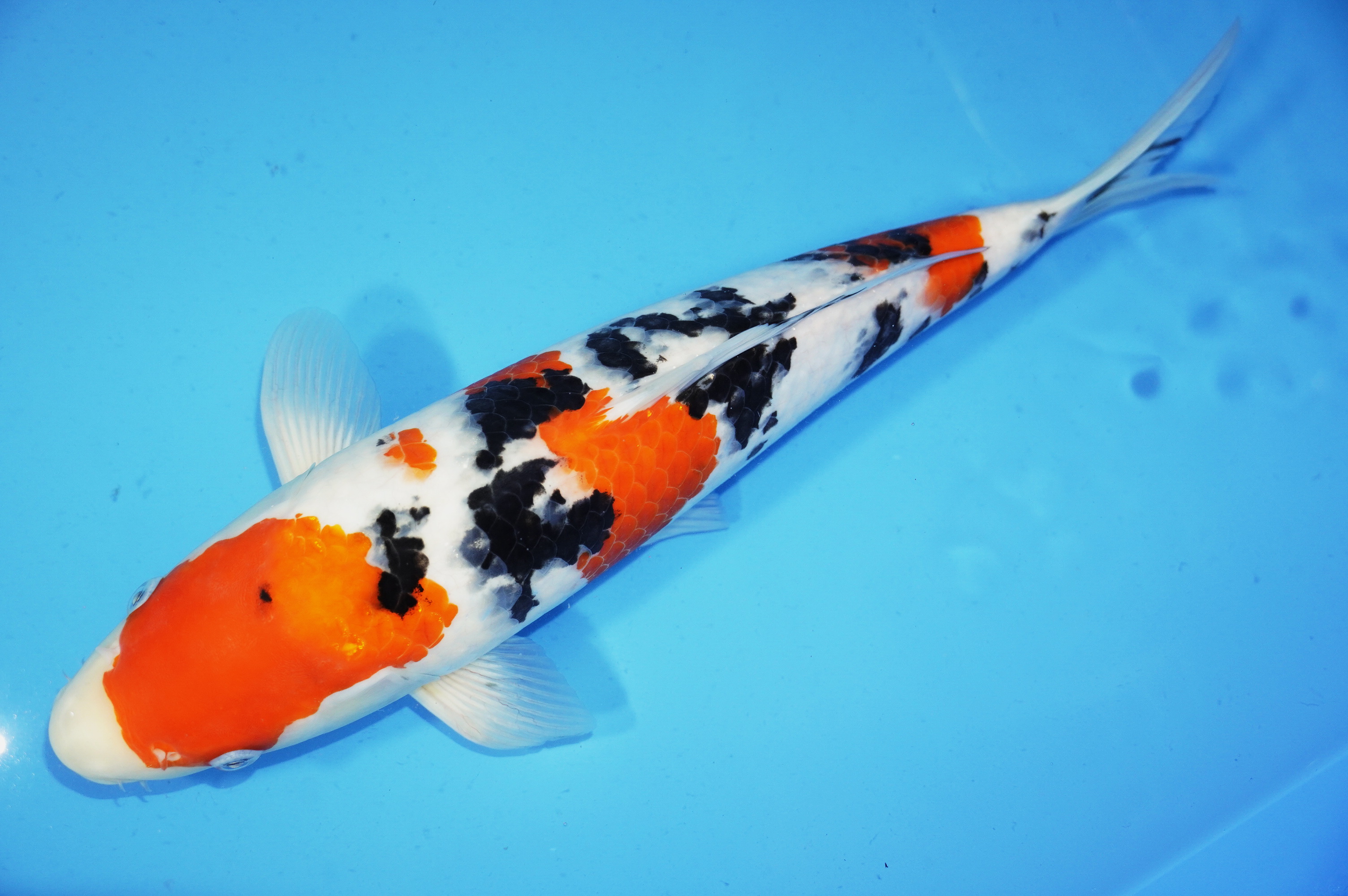 Sanke (41cm) von der Yoshino Koi Farm (Japan) IdentNr.: 9515