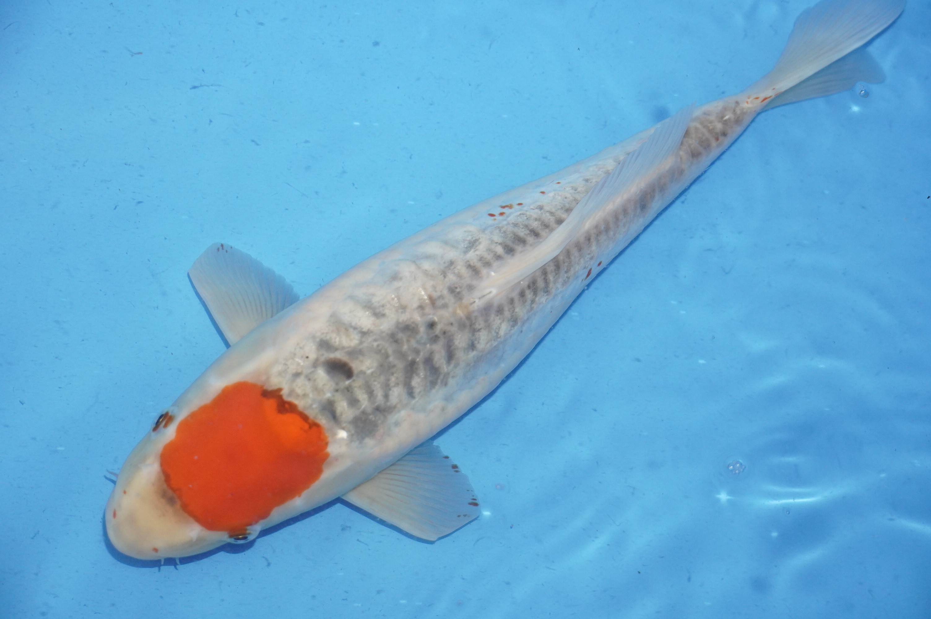 Doitsu Tancho Goshiki (44cm) von der Koda Koifarm (Japan) IdentNr.: 9981