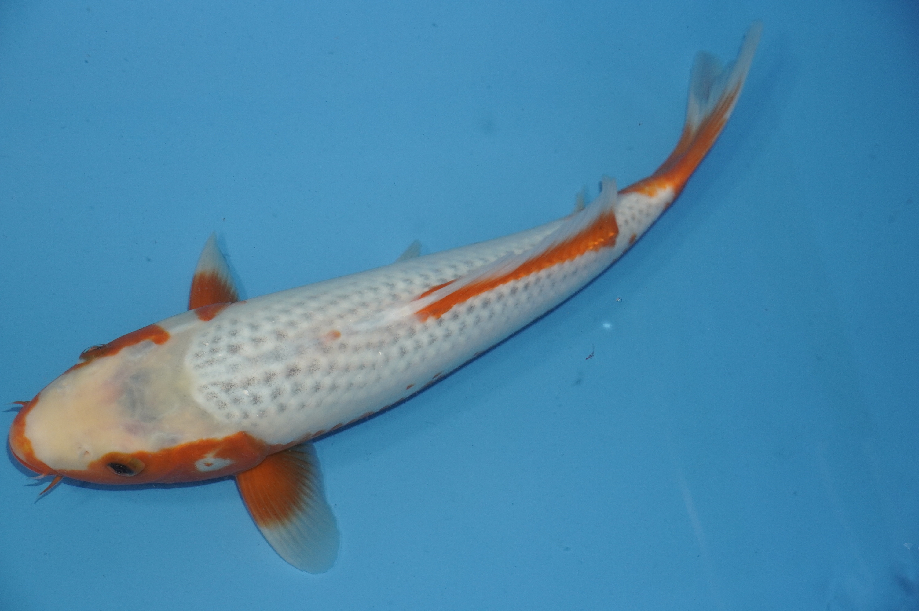 Asagi (41cm) von der Yamajyu Koi Farm (Japan) IdentNr.: 10016