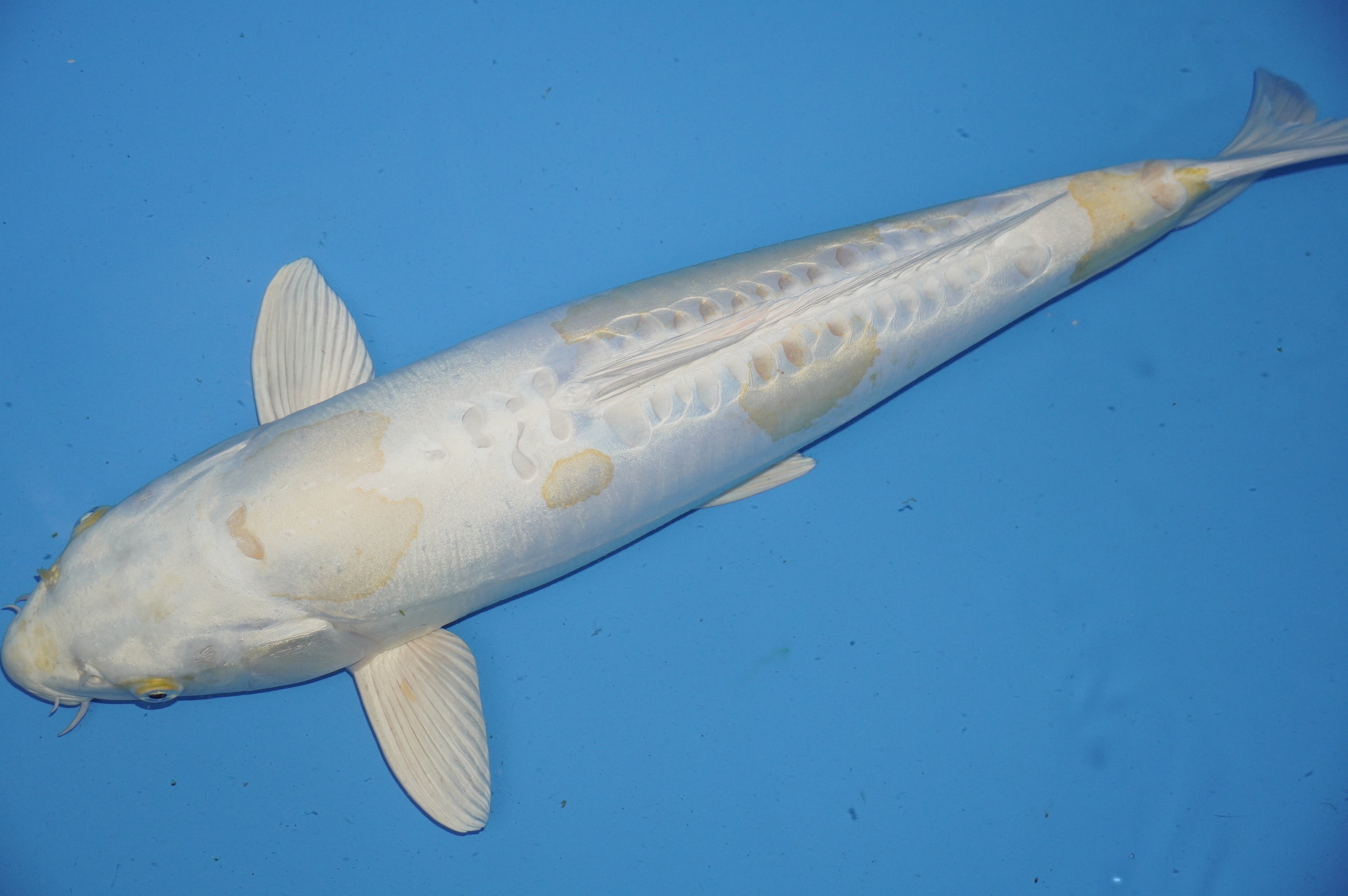 Doitsu Hariwake (58cm) von der Oofuchi Koi Farm (Japan) IdentNr.: 9889