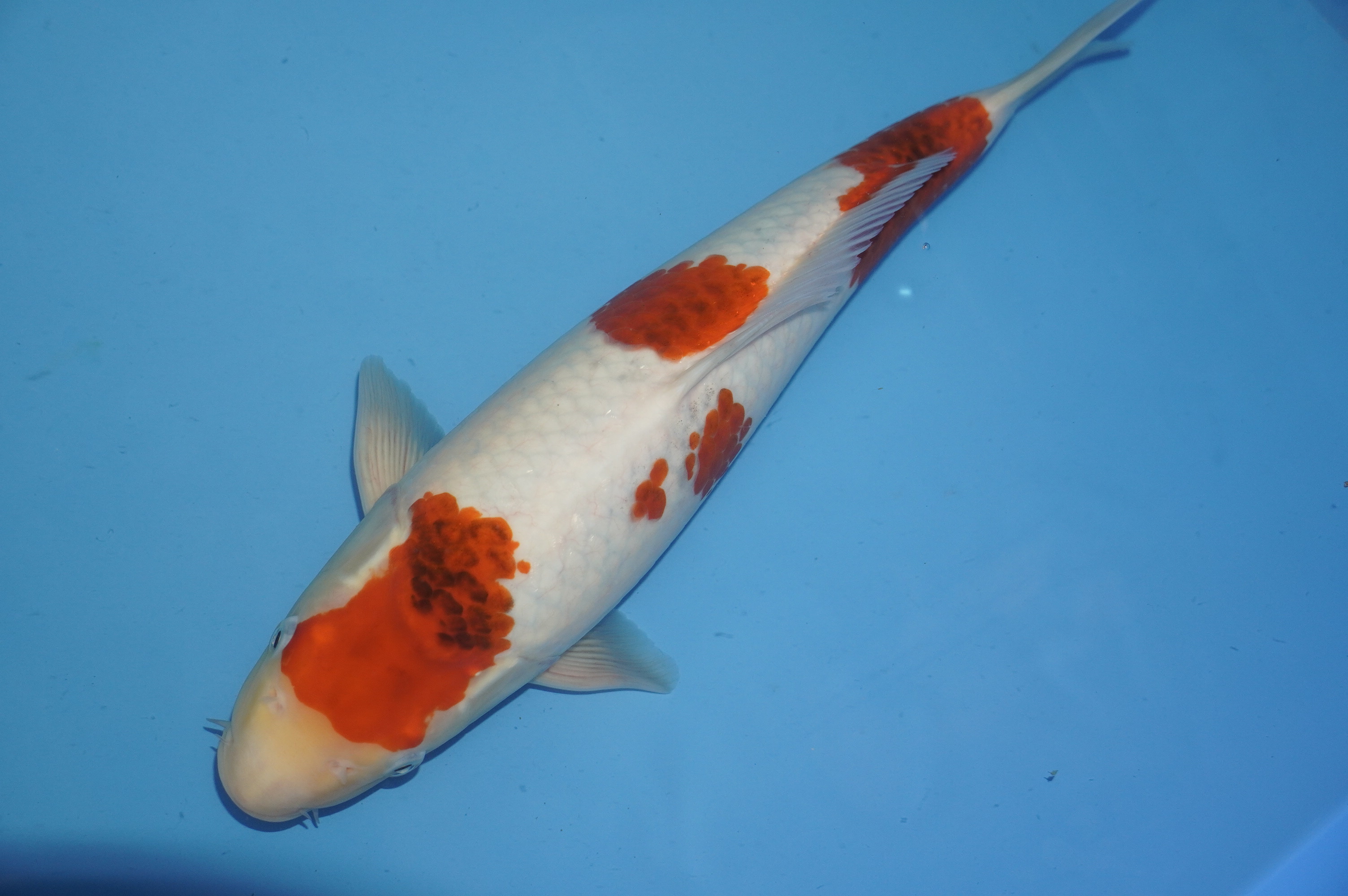 Goromo (38cm) von der Kanno Koifarm (Japan) IdentNr.: 10183