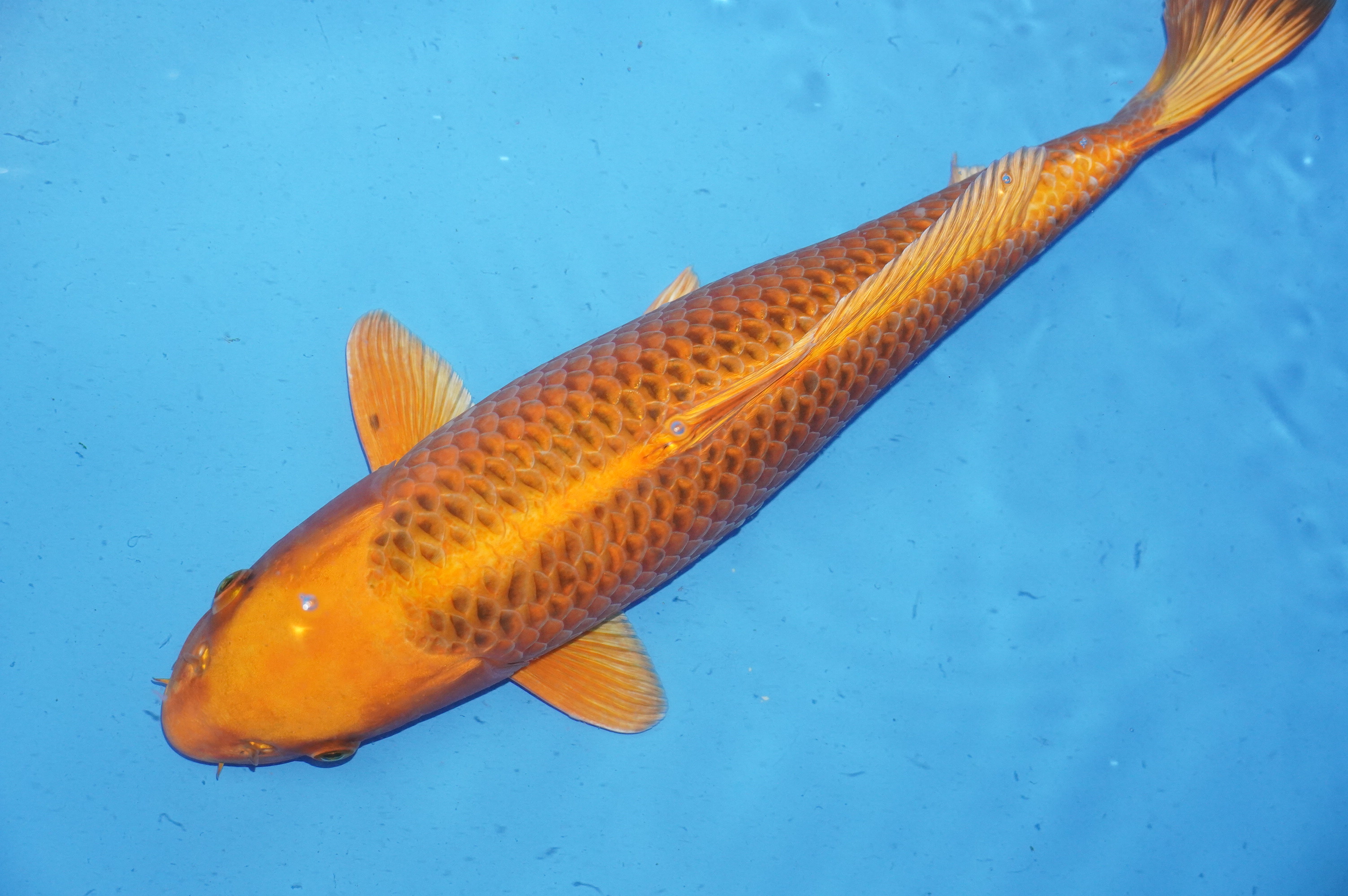 Kin Matsuba (44cm) von der Mano Koi Farm (Japan) IdentNr.: 9994