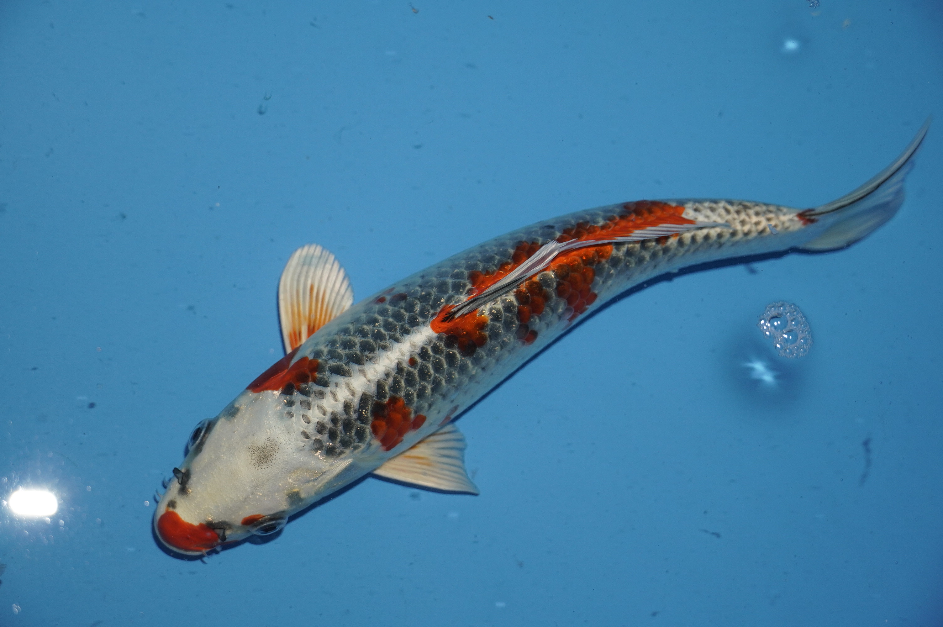 Kujaku (24cm) von der Oofuchi Koi Farm (Japan) IdentNr.: 10044