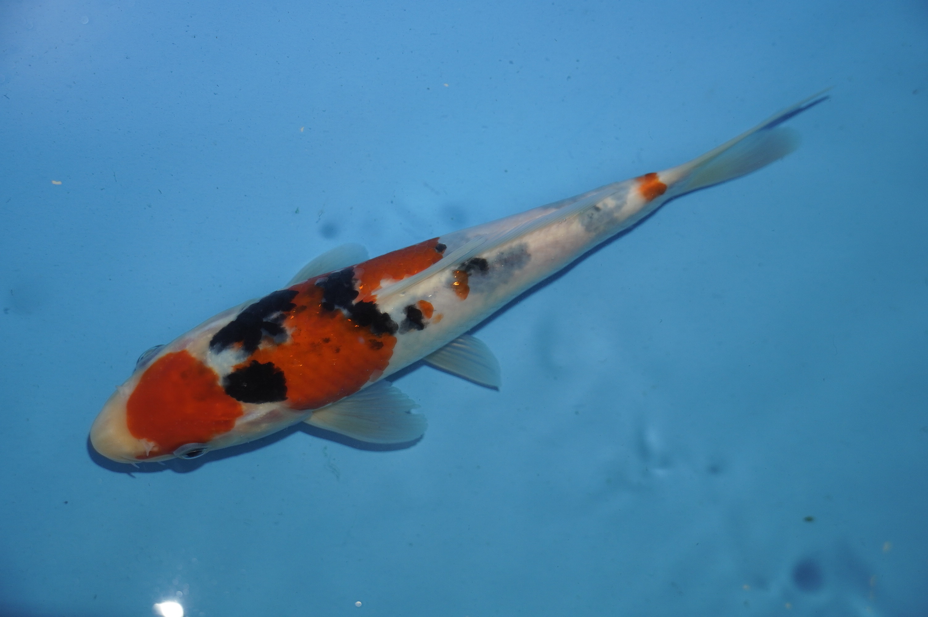 Sanke (21cm) von der Miyako Koifarm (Japan) IdentNr.: 10104