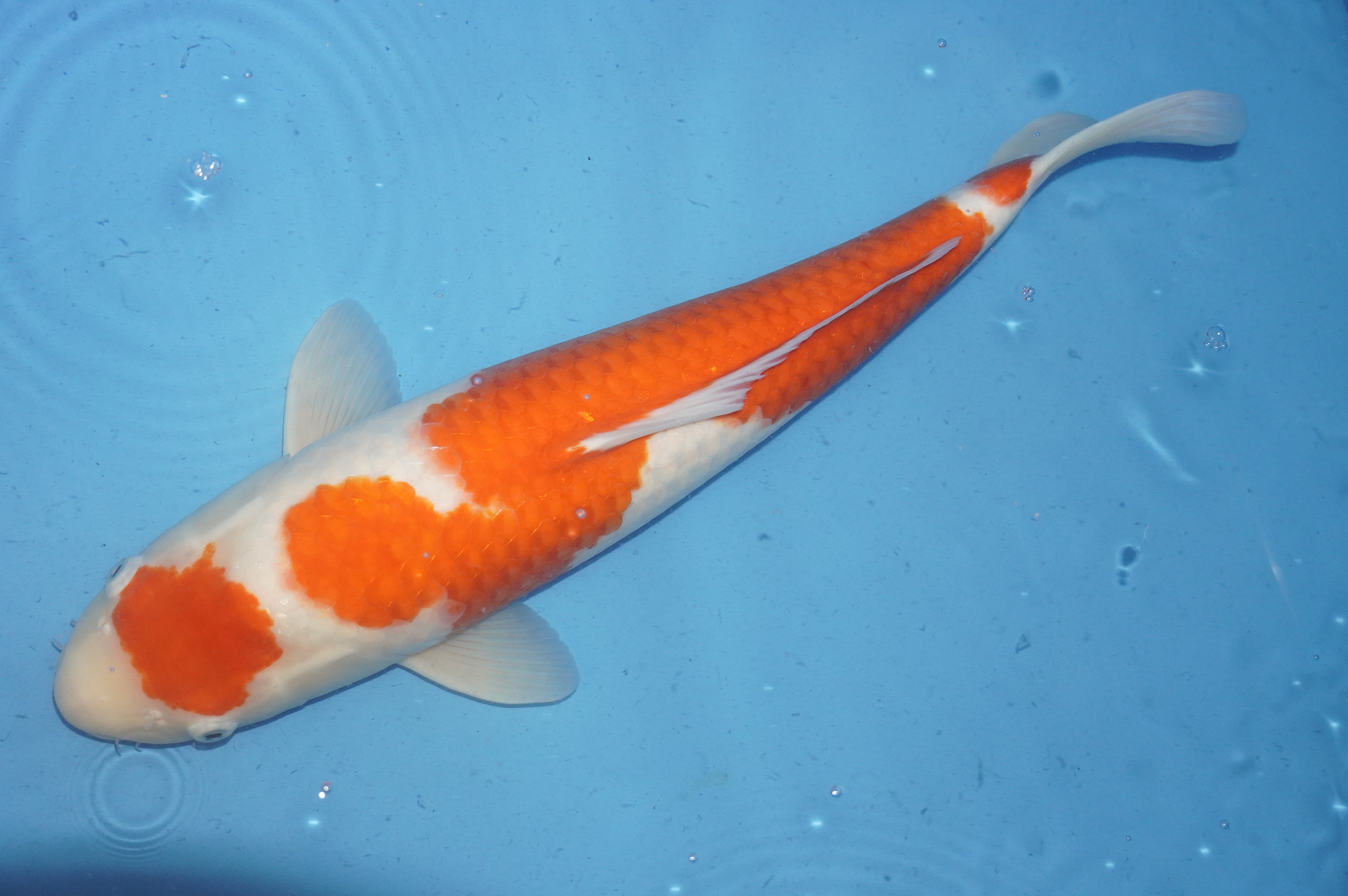 Kohaku (52cm) von der Oofuchi Koi Farm (Japan) IdentNr.: 9424