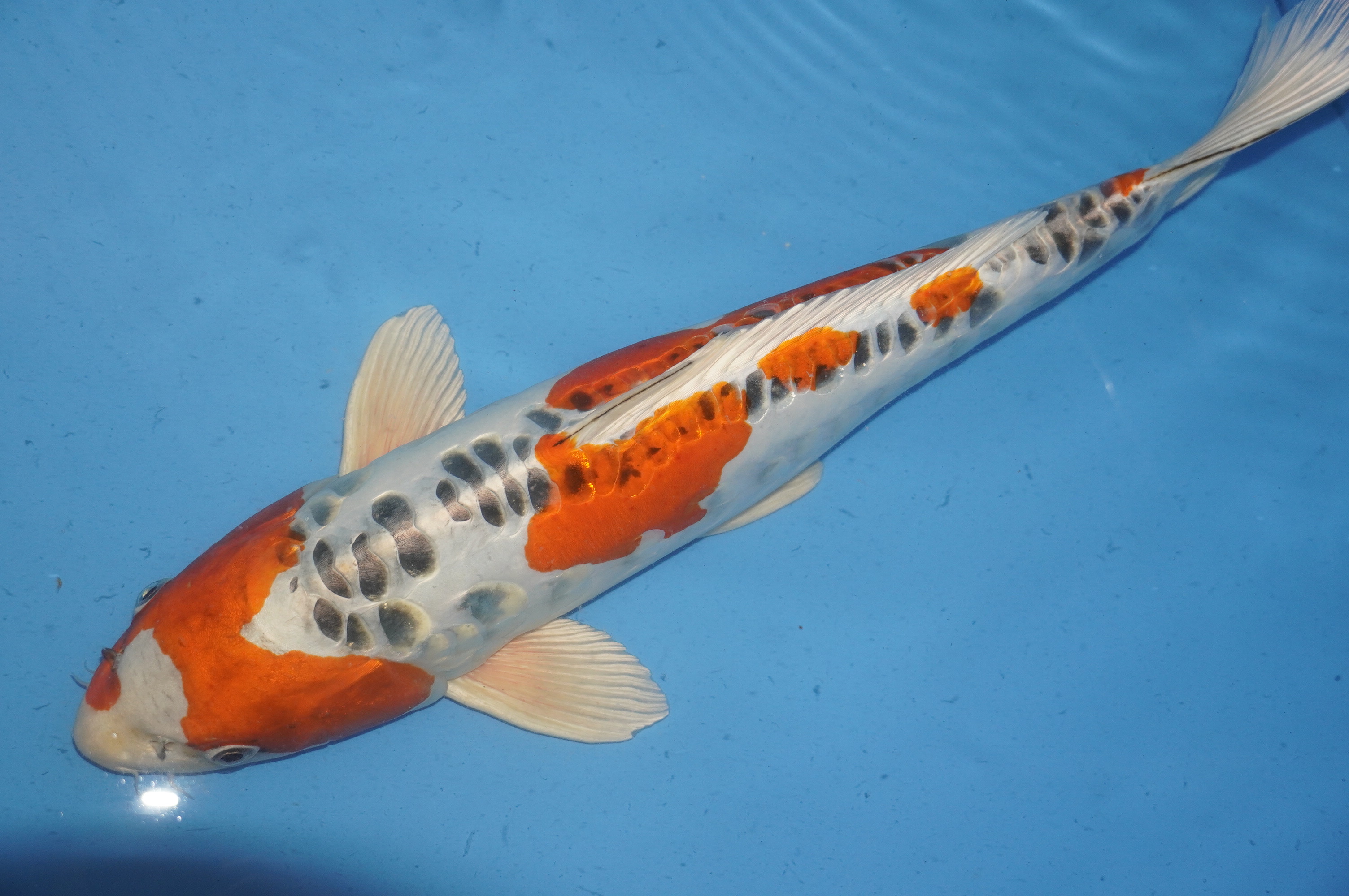 Doitsu Kujaku (54cm) von der Oofuchi Koi Farm (Japan) IdentNr.: 8008