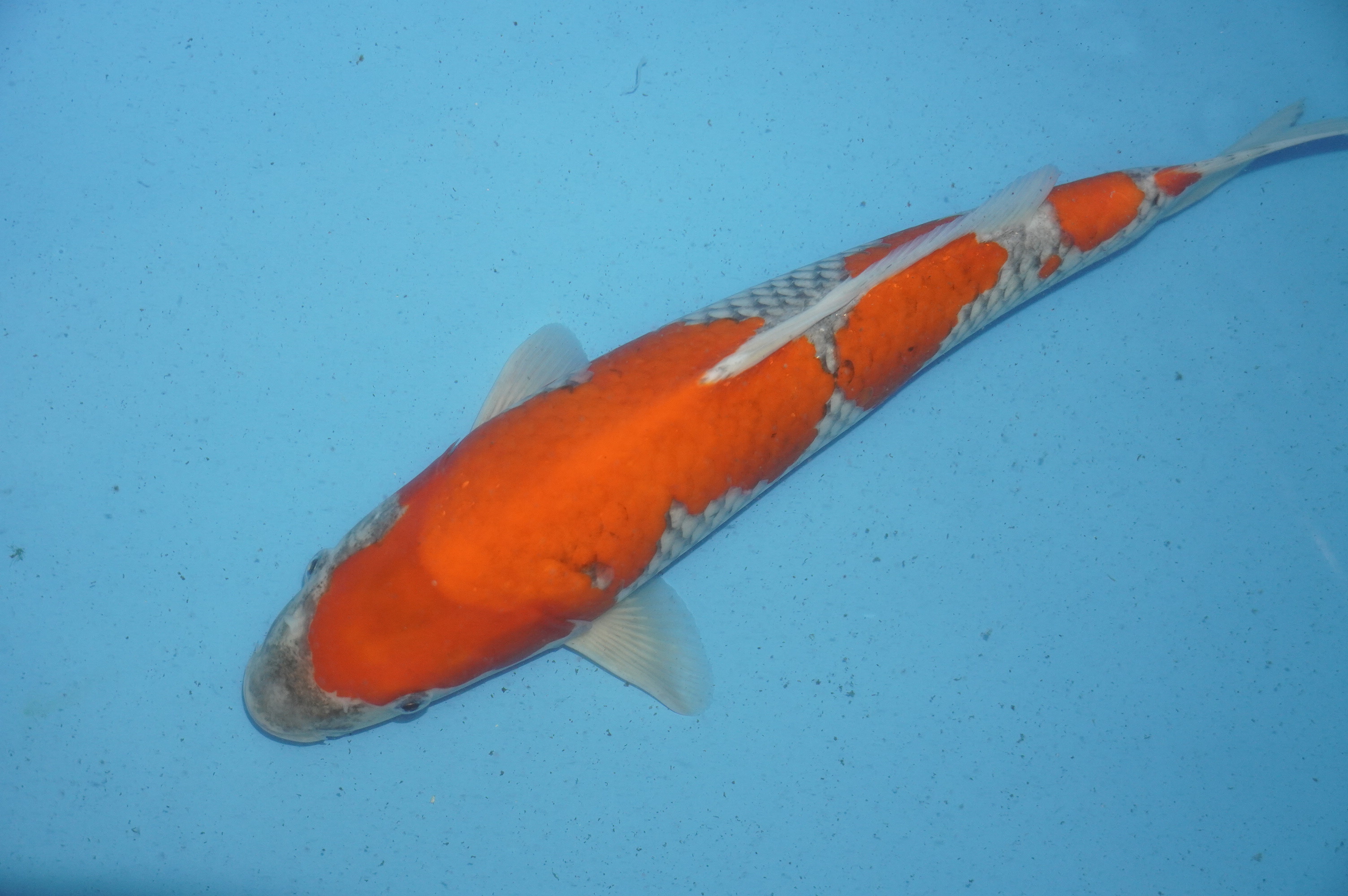 Goshiki (38cm) von der Tanaka Takatasu Koifarm (Japan) IdentNr.: 10117