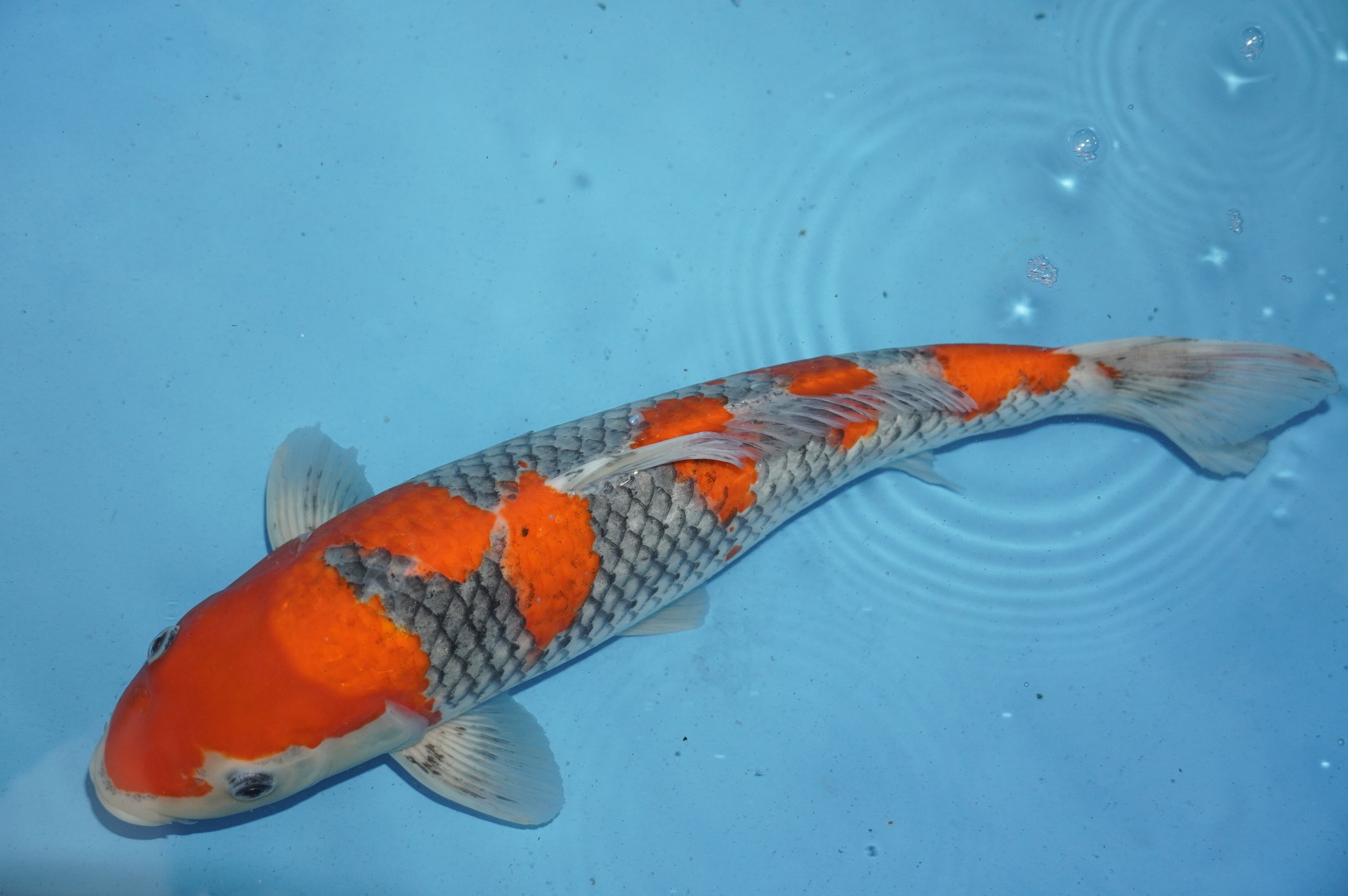 Goshiki (39cm) von der Igarashi Koi Farm (Japan) IdentNr.: 10128