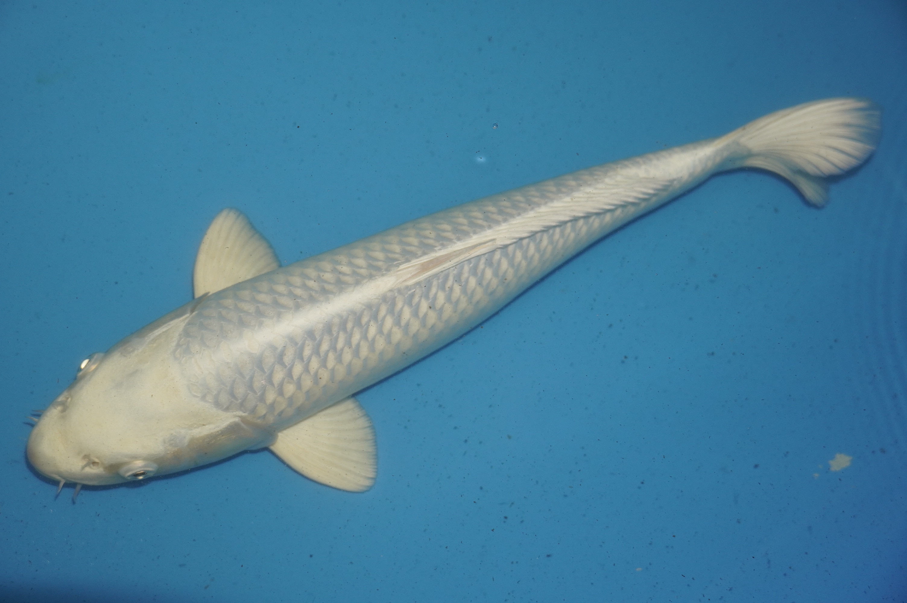 Platinum Ogon (40cm) von der Tanaka Takatasu Koifarm (Japan) IdentNr.: 10120