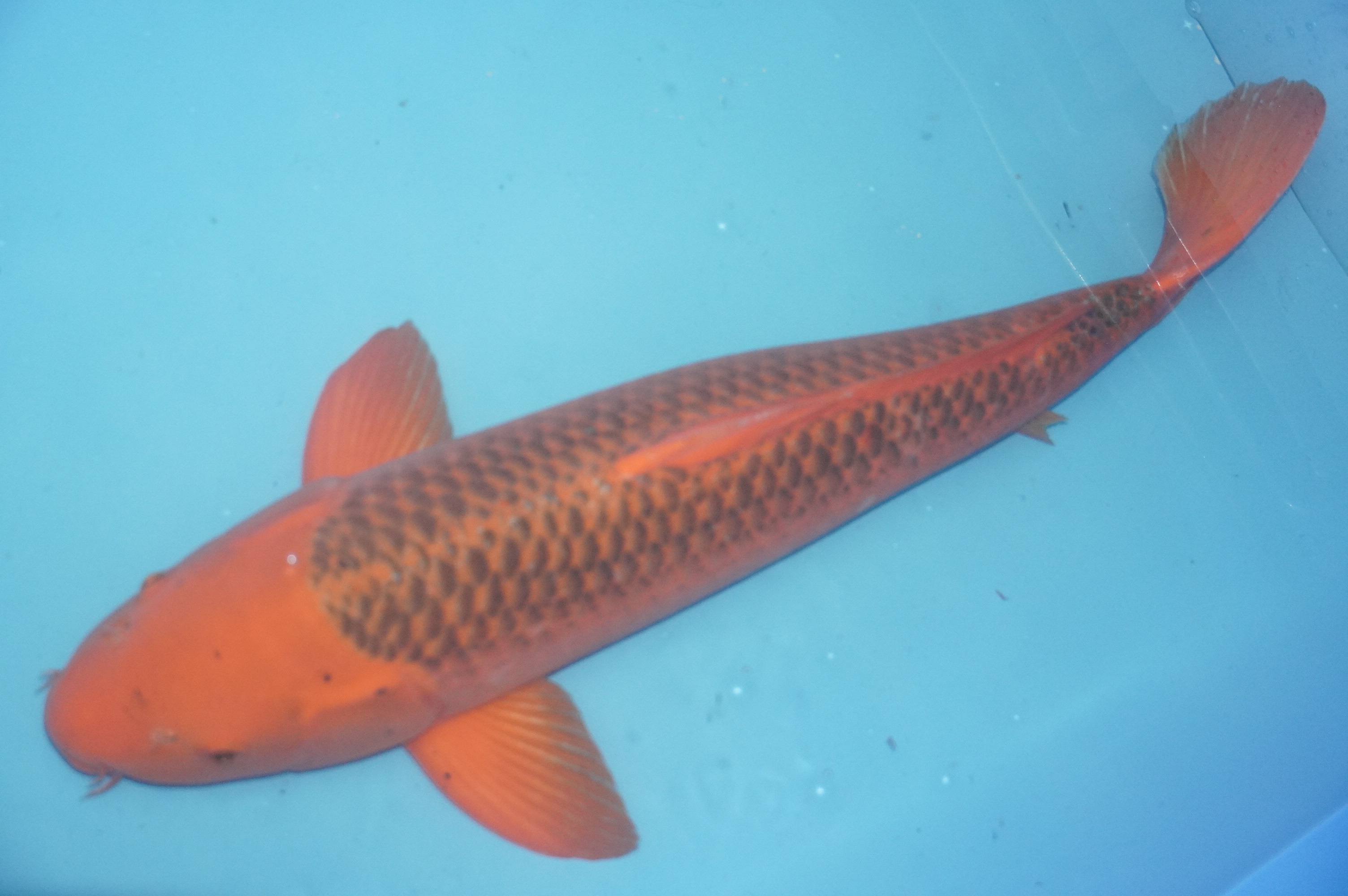 Hi Matsuba (75cm) von der Maruhiro Koi Farm (Japan) IdentNr.: 10082