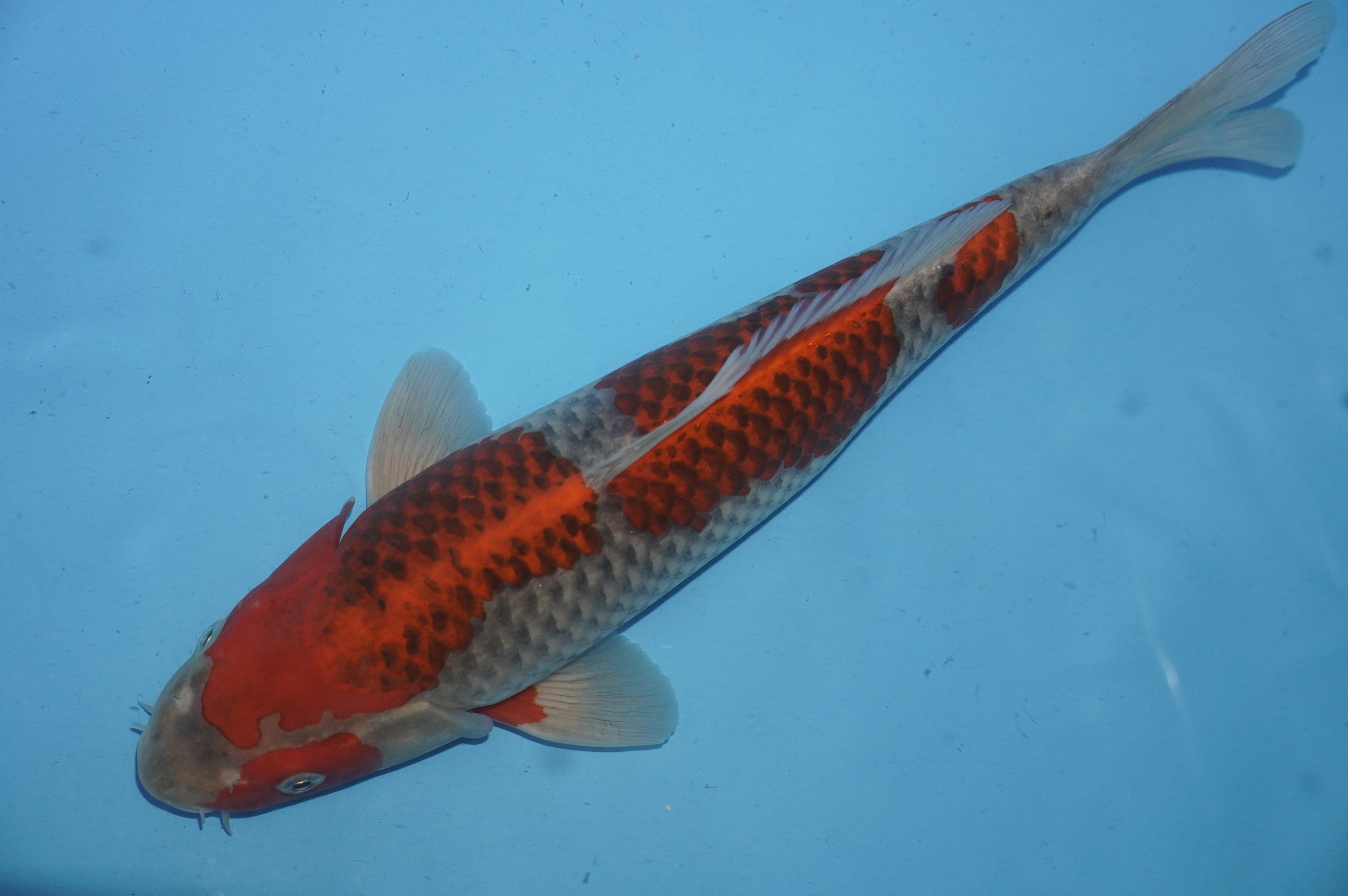 Goshiki/Goromo (34cm) von der Miyako Koifarm (Japan) IdentNr.: 10220