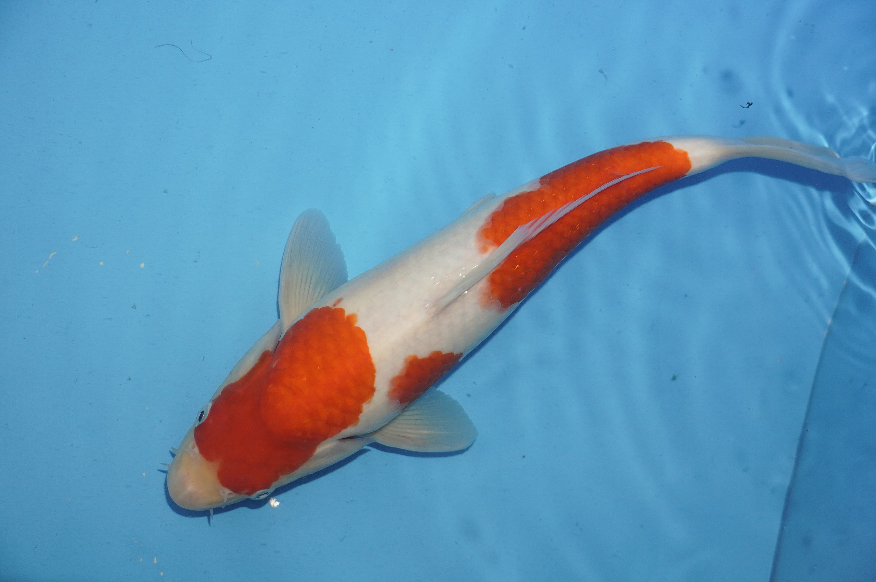 Kohaku (33cm) von der Miyako Koifarm (Japan) IdentNr.: 10226