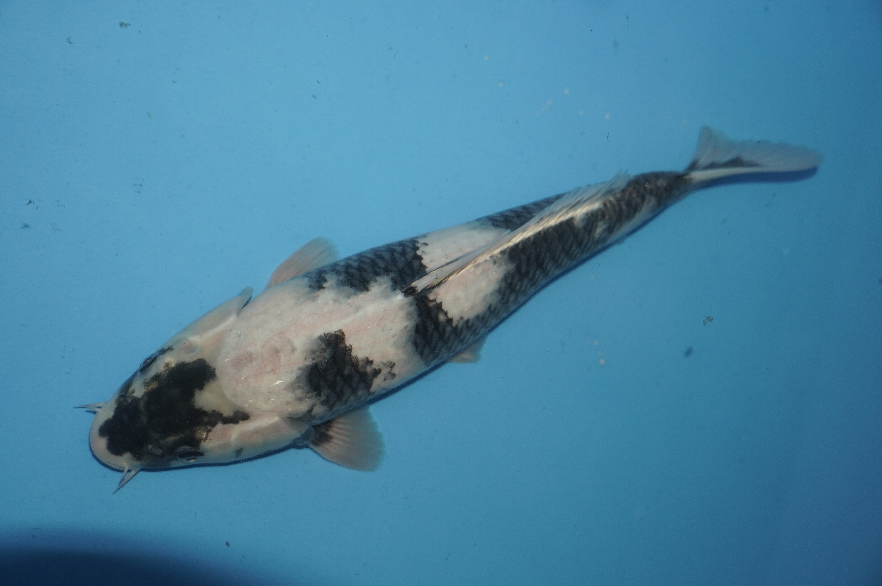 Shiro Utsuri (36cm) von der Miyako Koifarm (Japan) IdentNr.: 10206