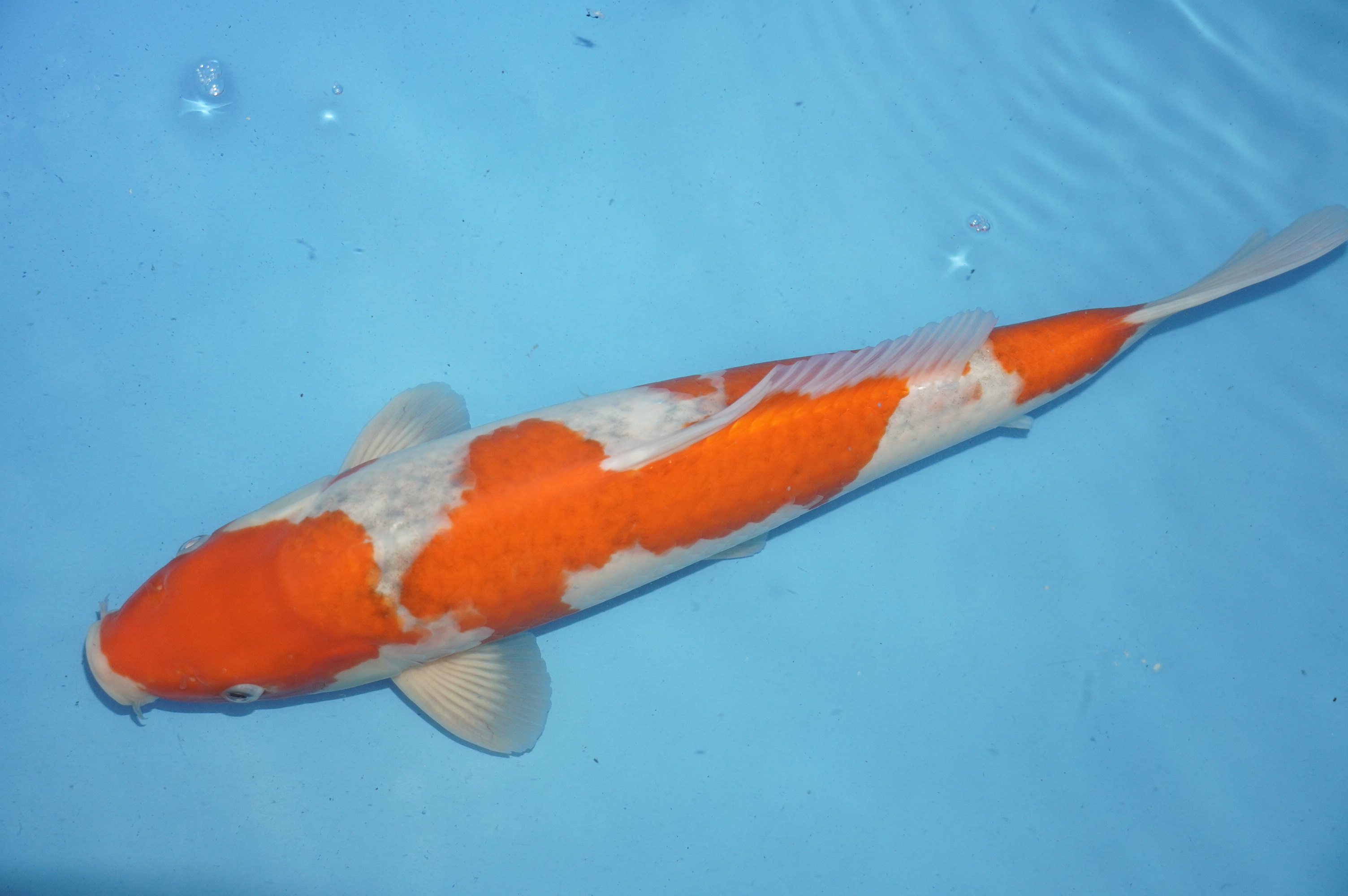 Goshiki (38cm) von der Igarashi Koi Farm (Japan) IdentNr.: 10131