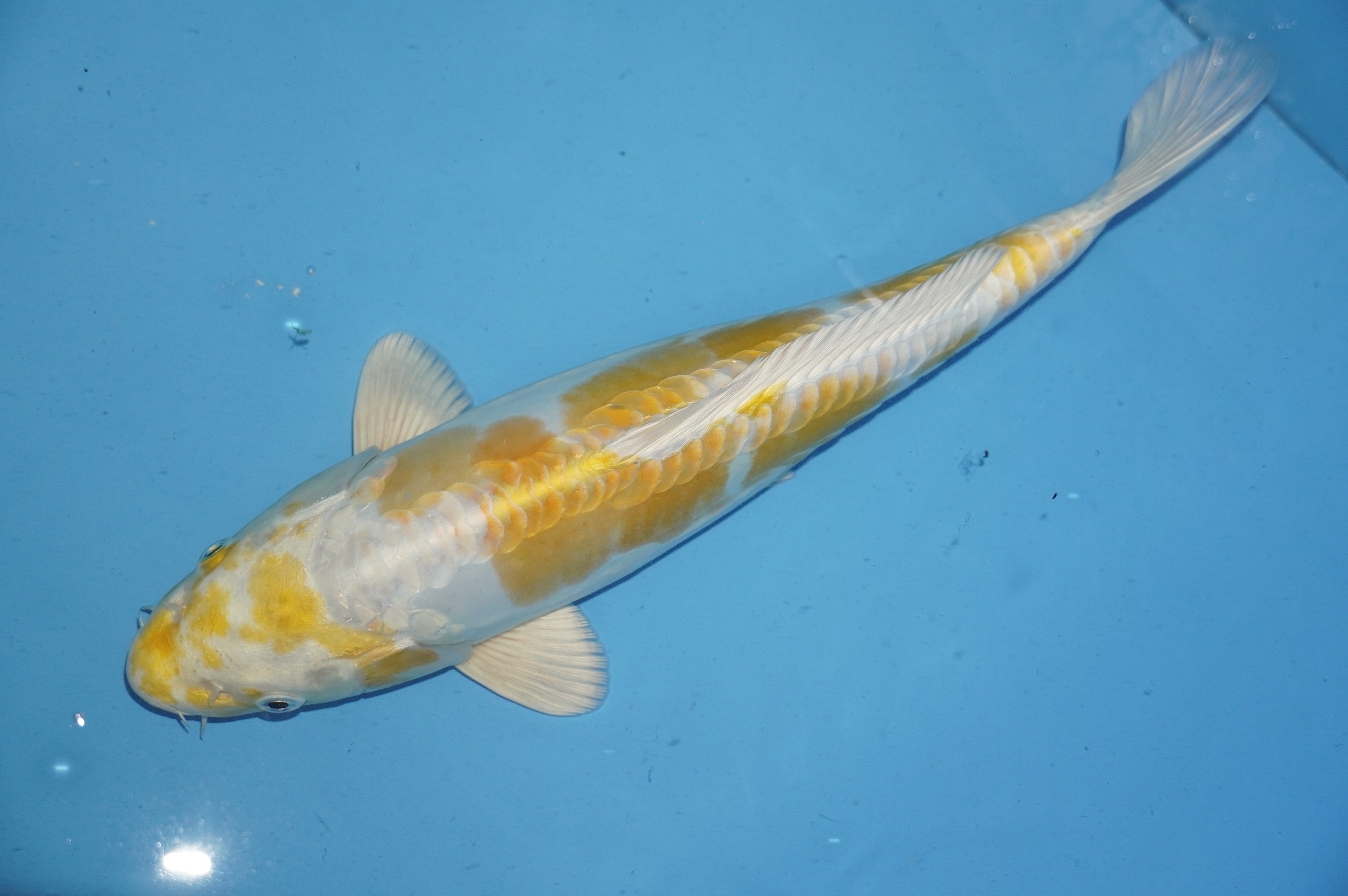 Doitsu Hariwake (33cm) von der Yamasan Koi Farm (Yamazaki) (Japan) IdentNr.: 10252