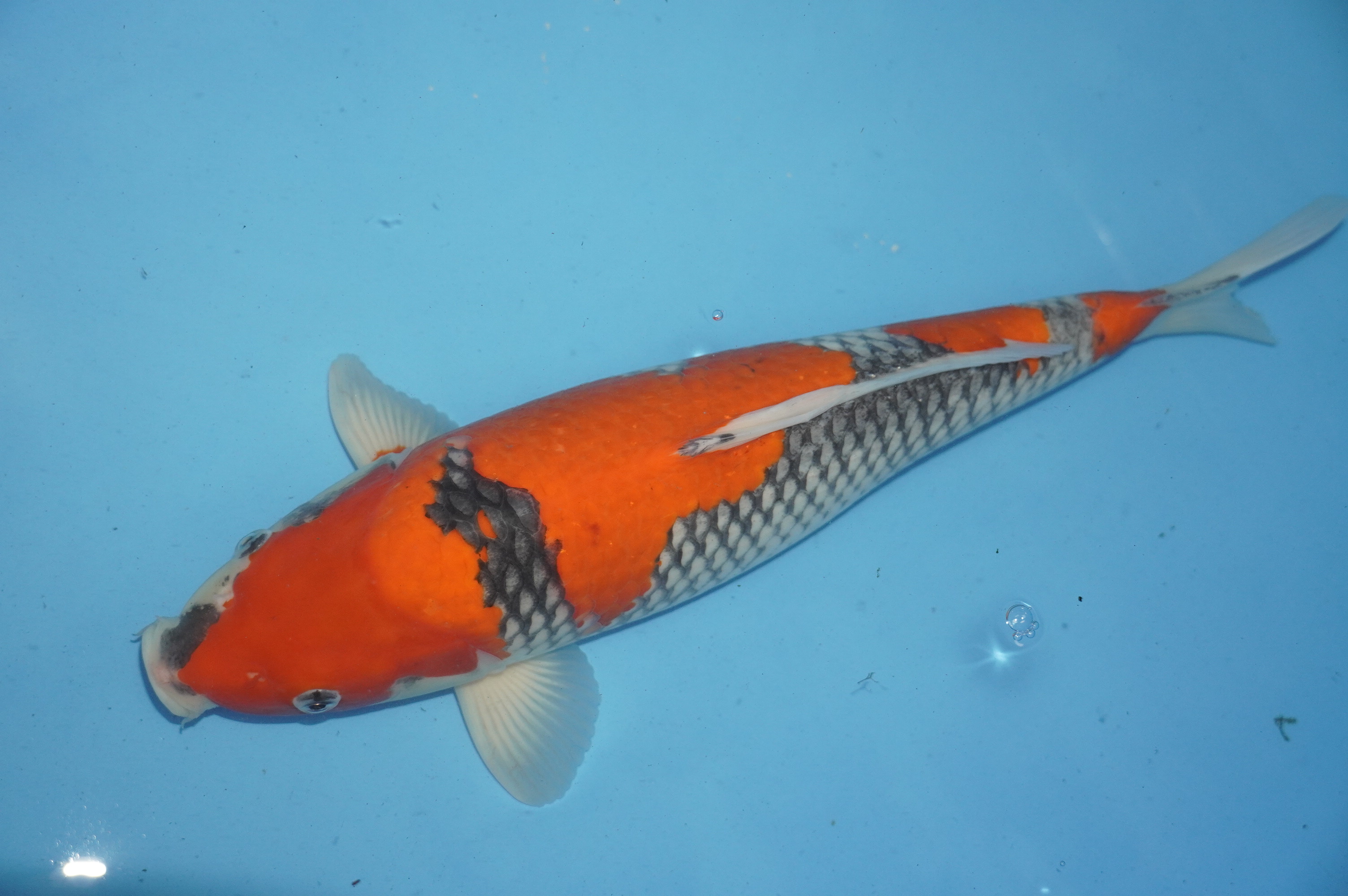 Goshiki (40cm) von der Igarashi Koi Farm (Japan) IdentNr.: 10133