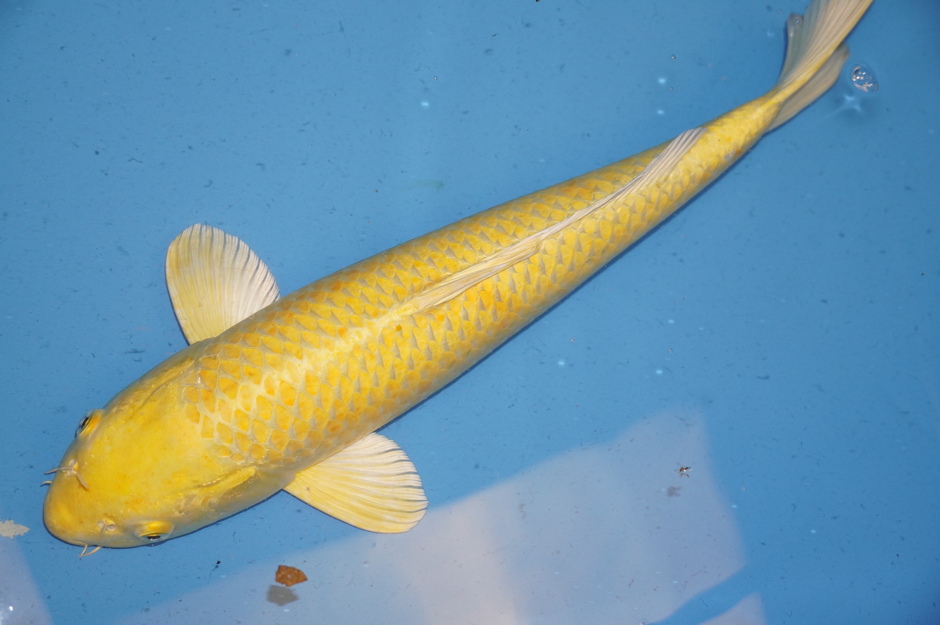 Yamabuki Ogon (49cm) von der Tanaka Takatasu Koifarm (Japan) IdentNr.: 9728