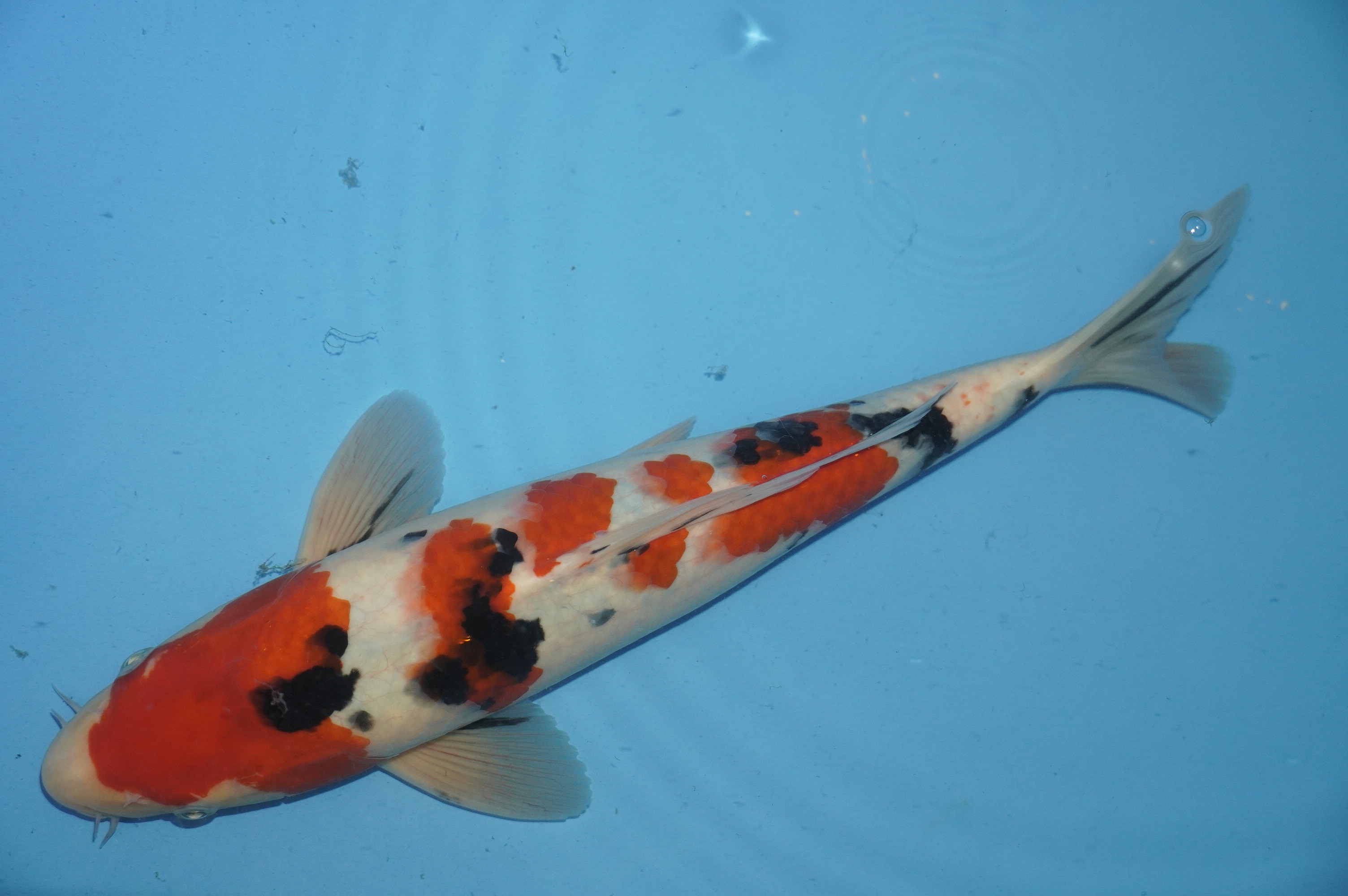 Sanke (36cm) von der Miyako Koifarm (Japan) IdentNr.: 10213