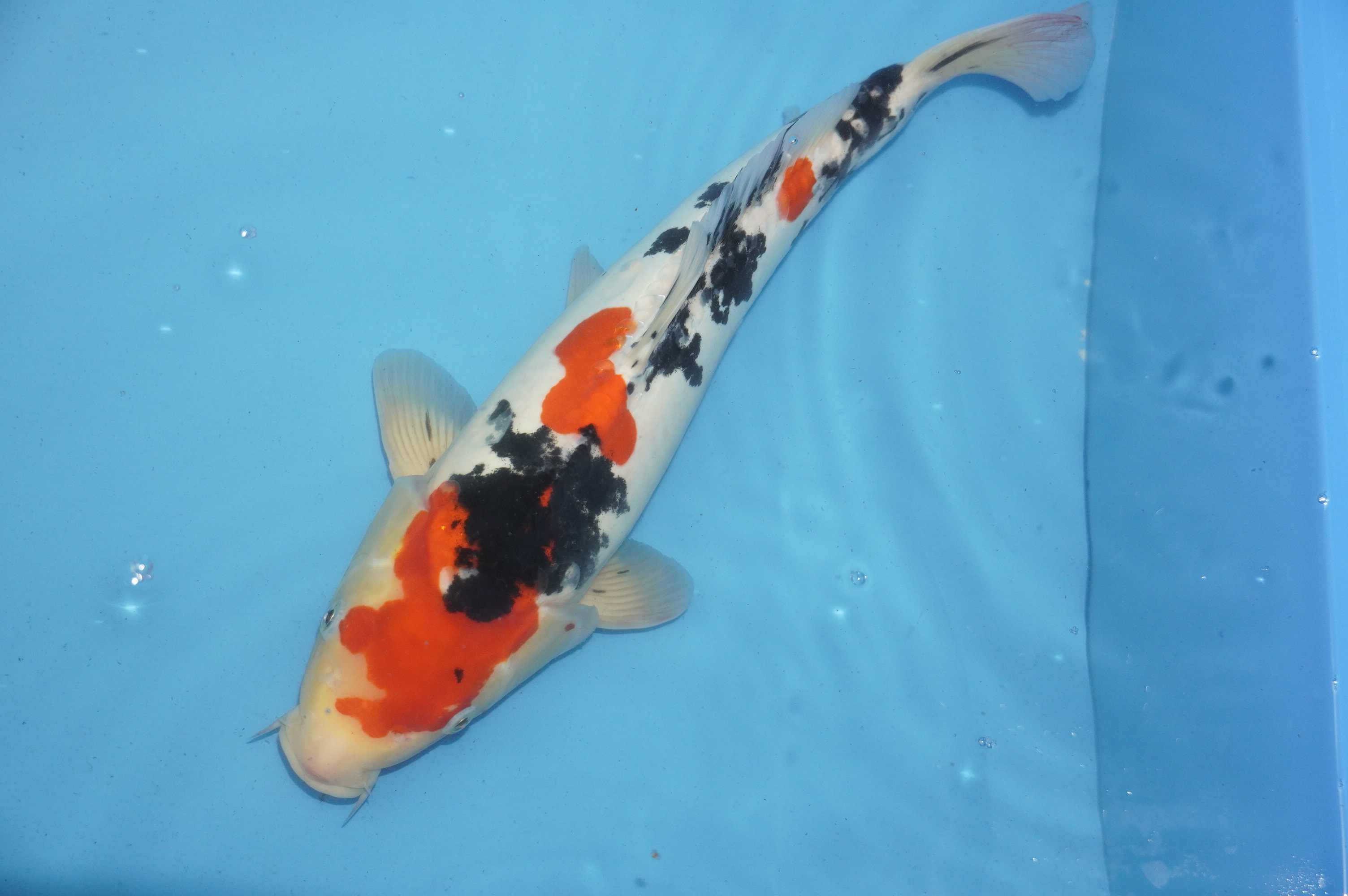 Doitsu Sanke (39cm) von der Tanaka Takatasu Koifarm (Japan) IdentNr.: 10127