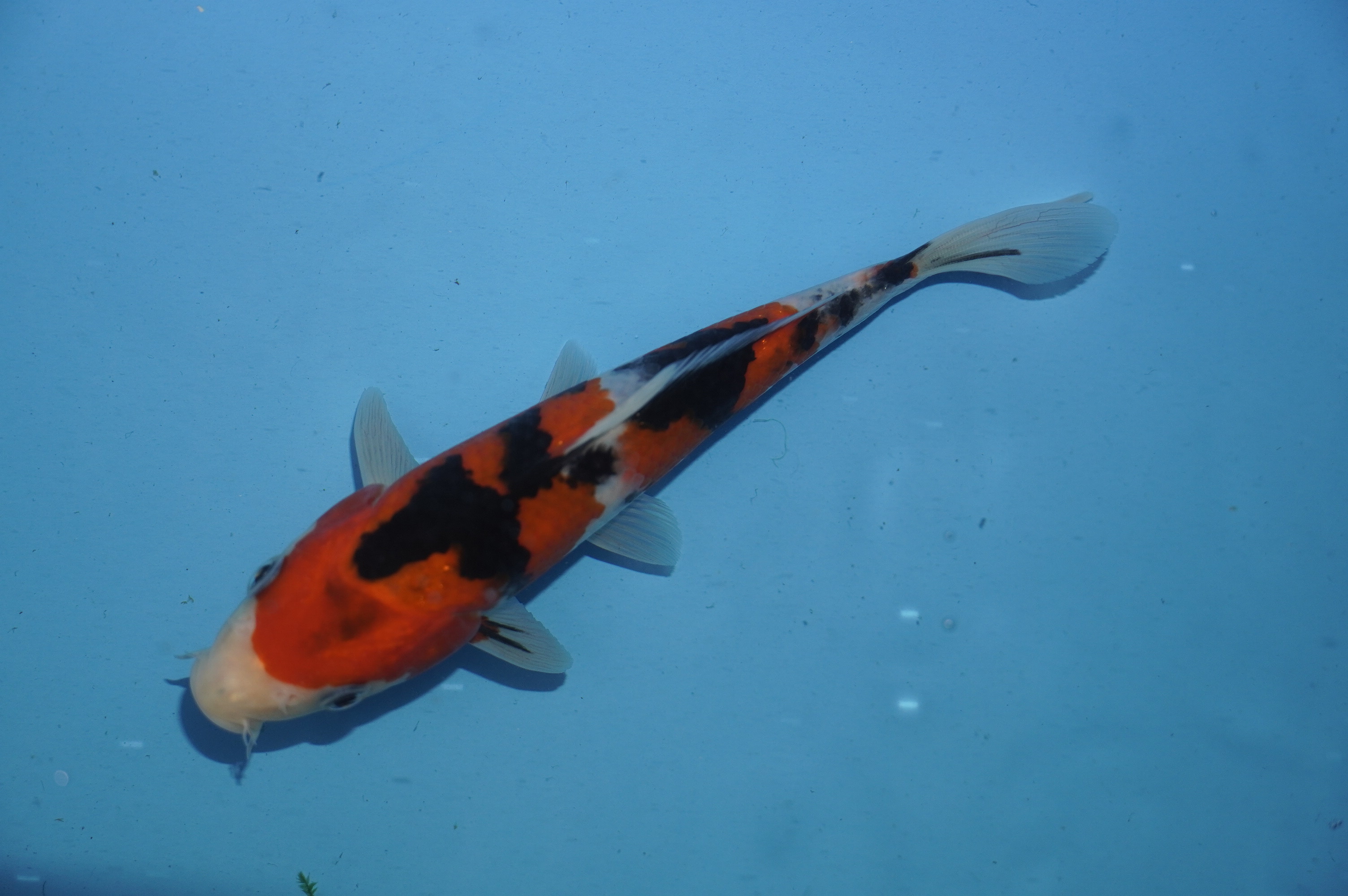 Sanke (18cm) von der Miyako Koifarm (Japan) IdentNr.: 10108